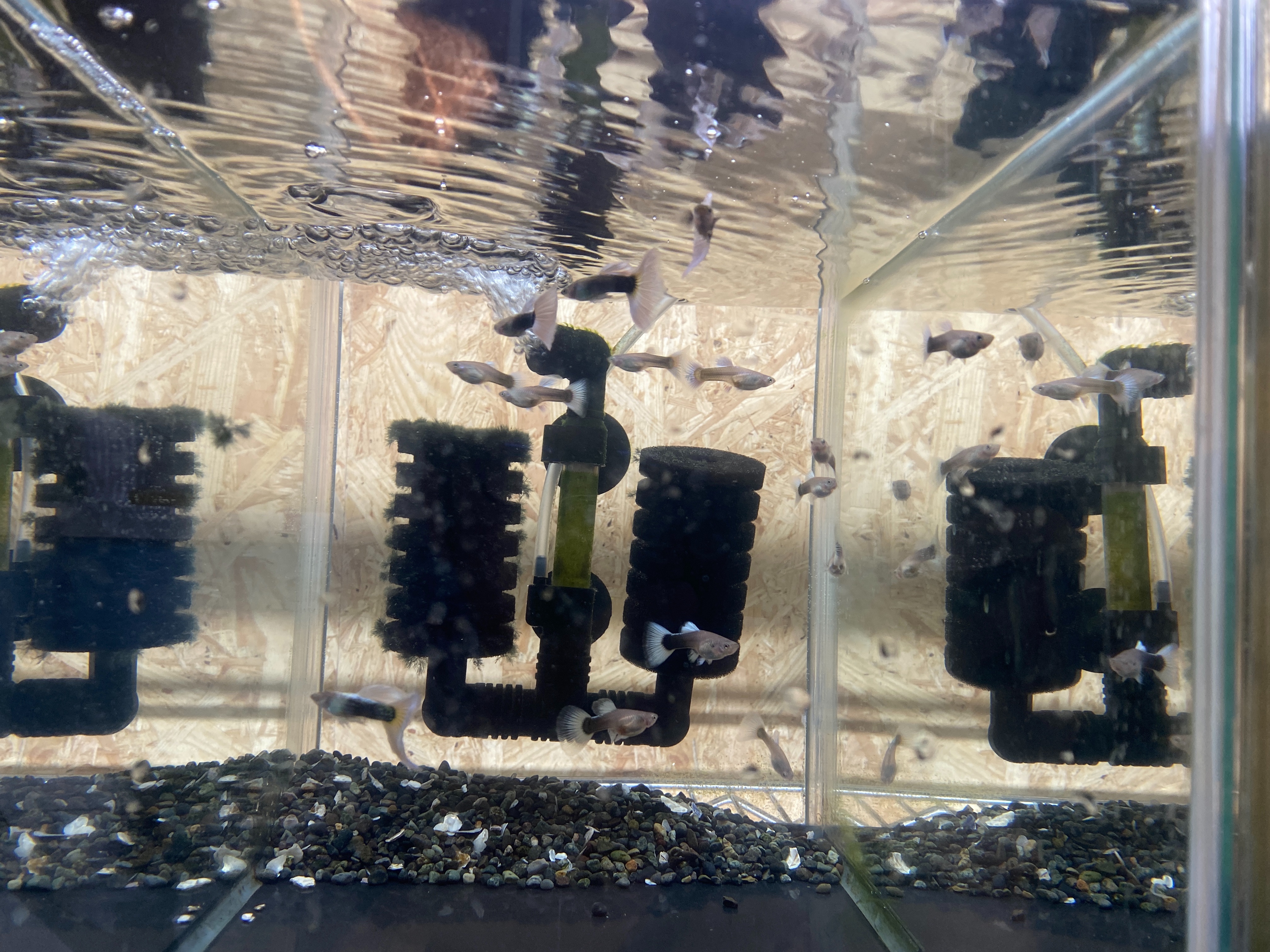 f:id:popopoppun:20221225092818j:image