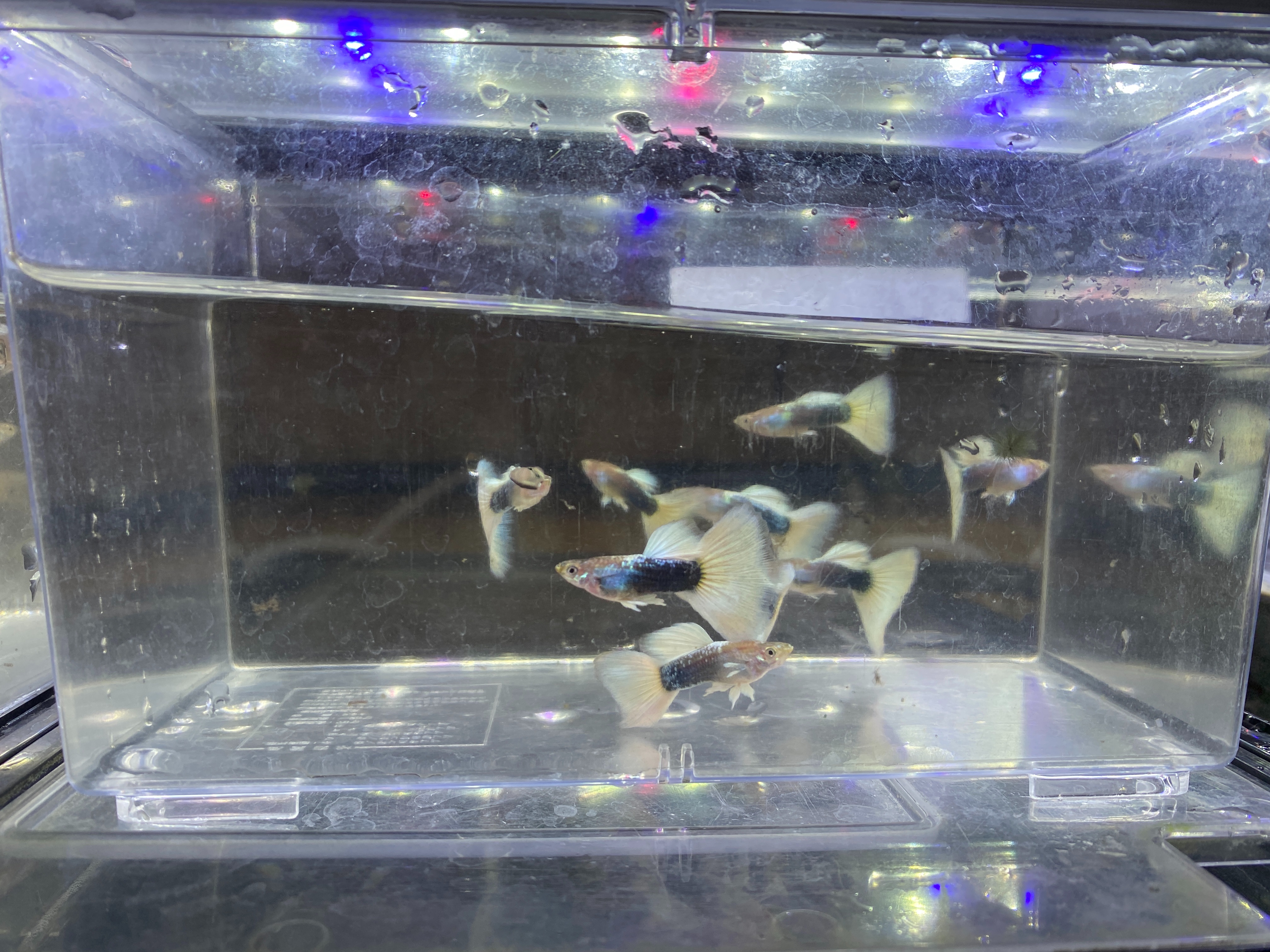 f:id:popopoppun:20221225092841j:image