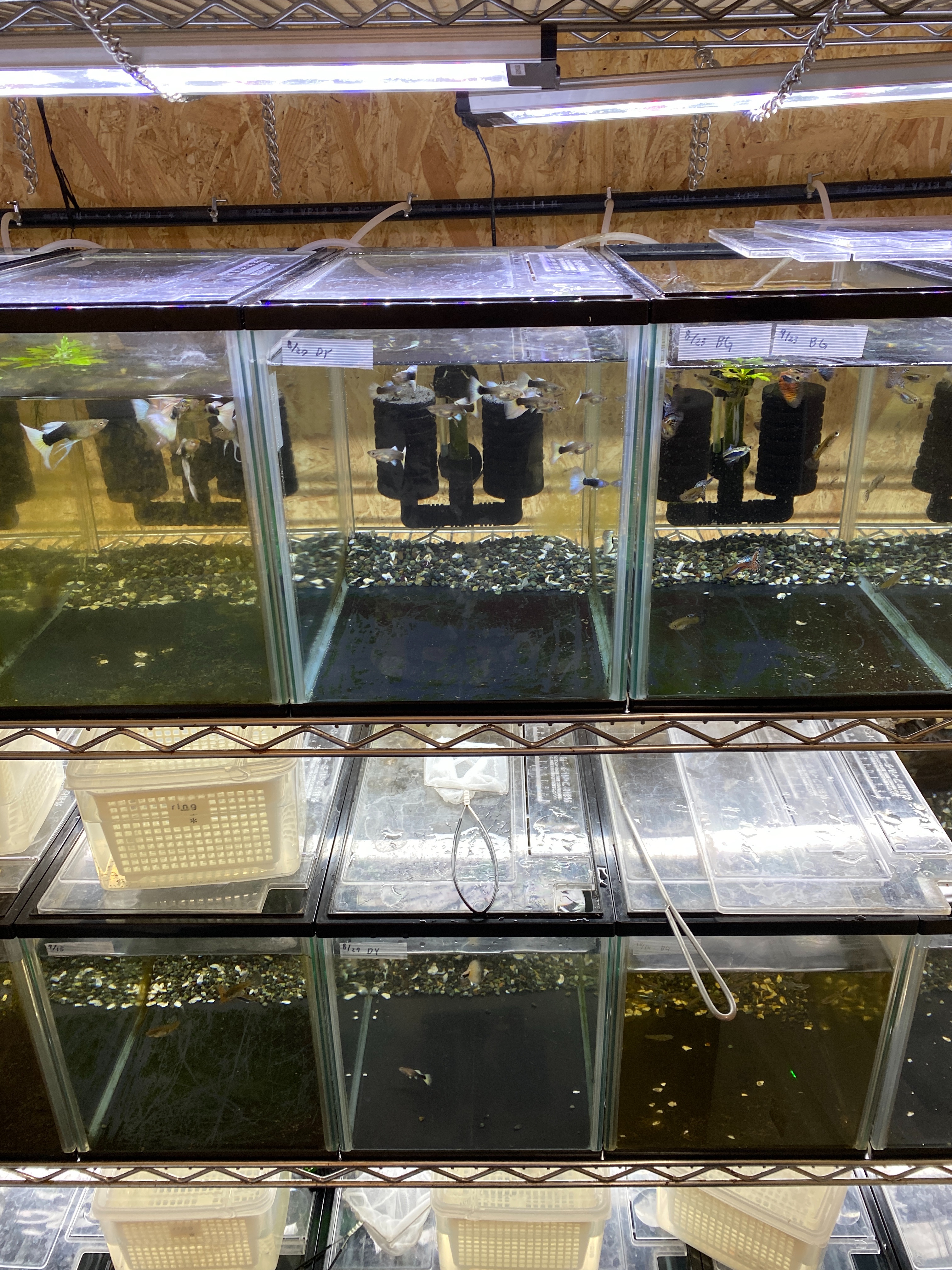 f:id:popopoppun:20221225092849j:image