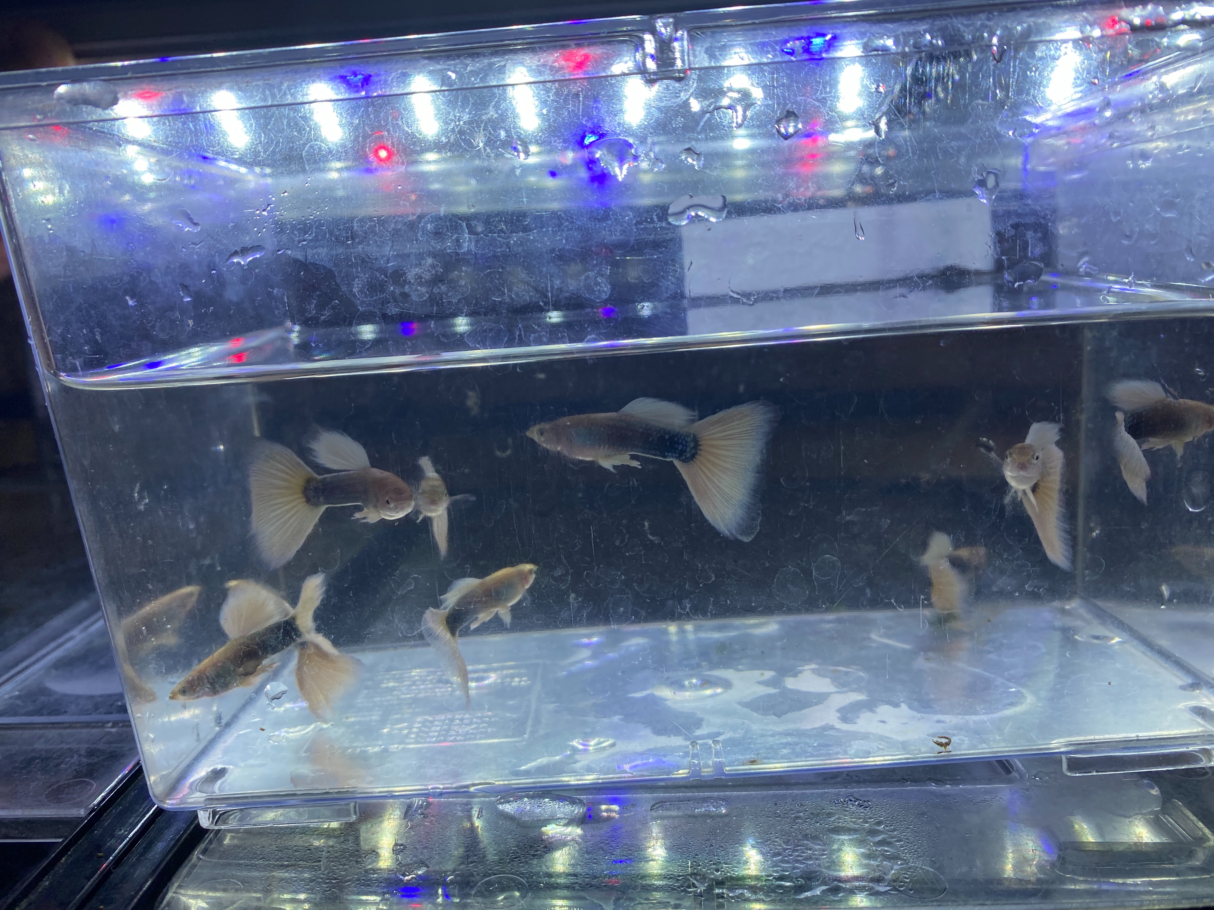 f:id:popopoppun:20221225092856j:image