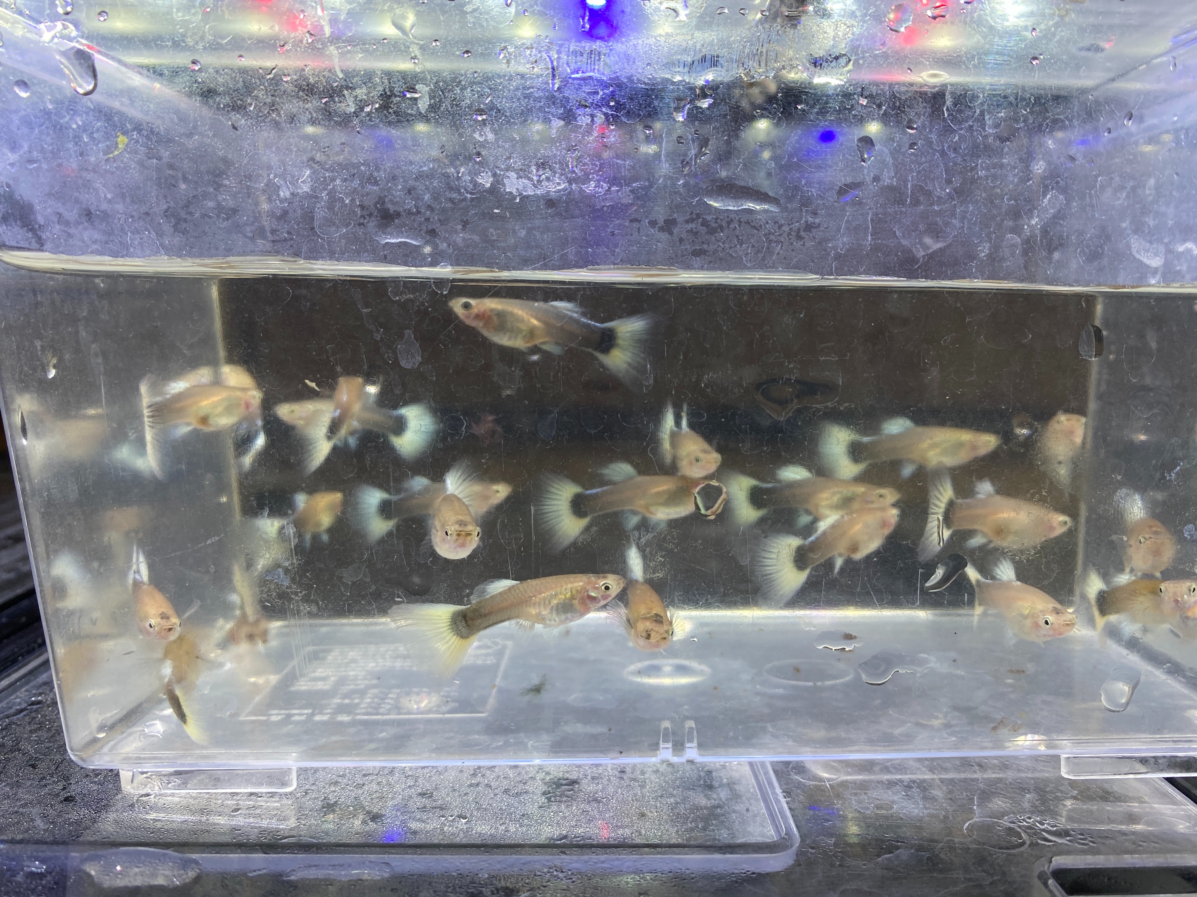 f:id:popopoppun:20221225092905j:image