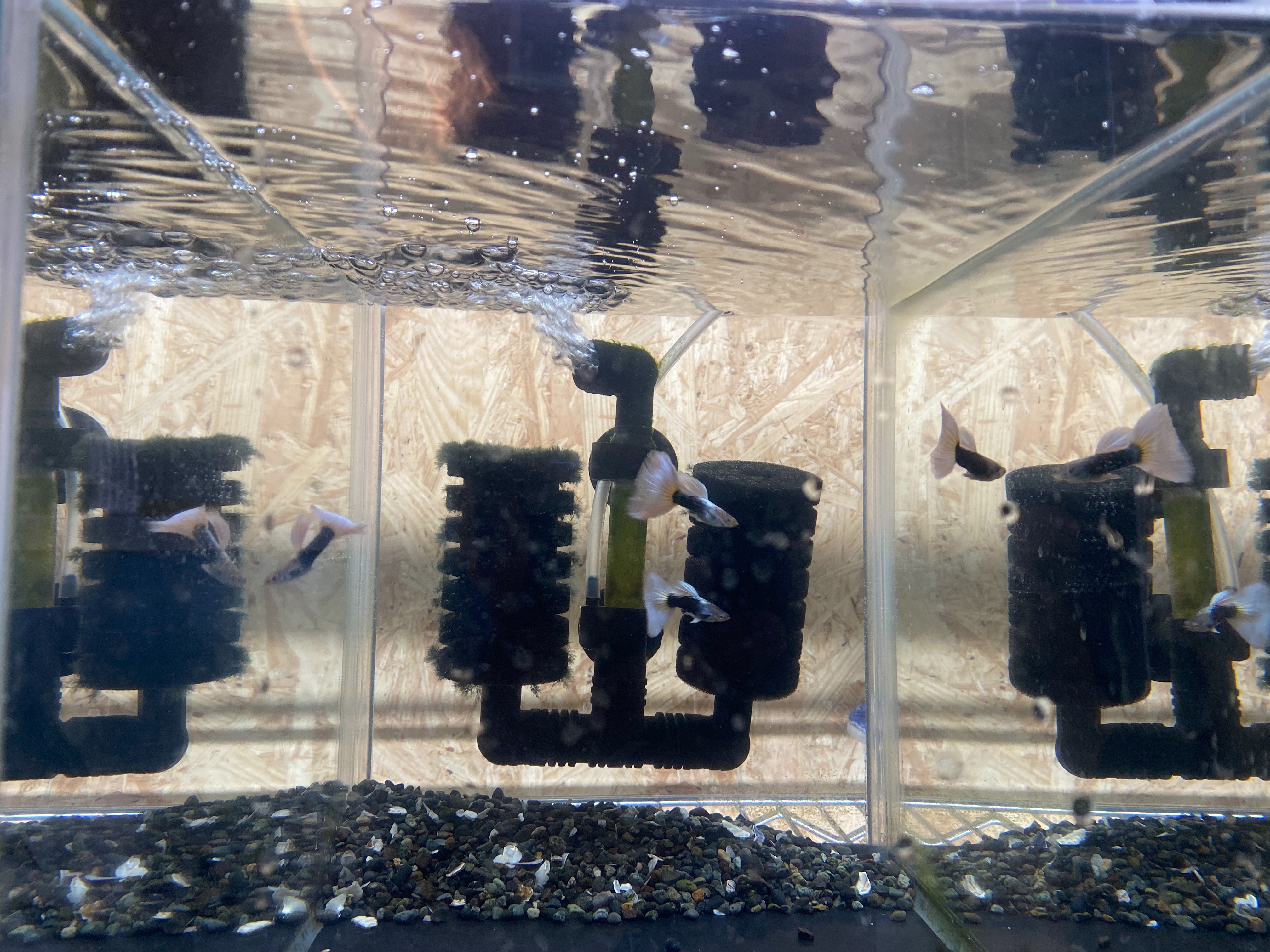 f:id:popopoppun:20221225092936j:image