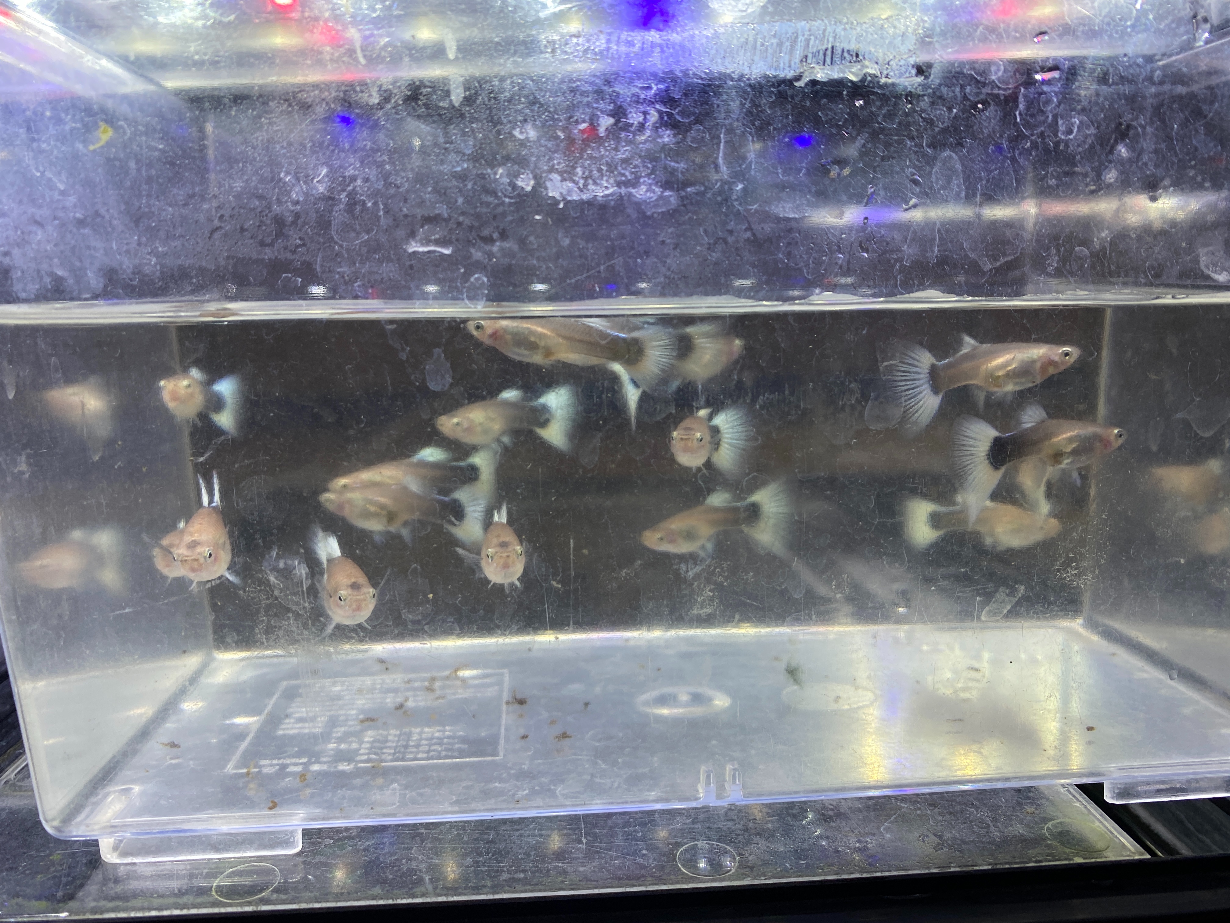 f:id:popopoppun:20221225092944j:image