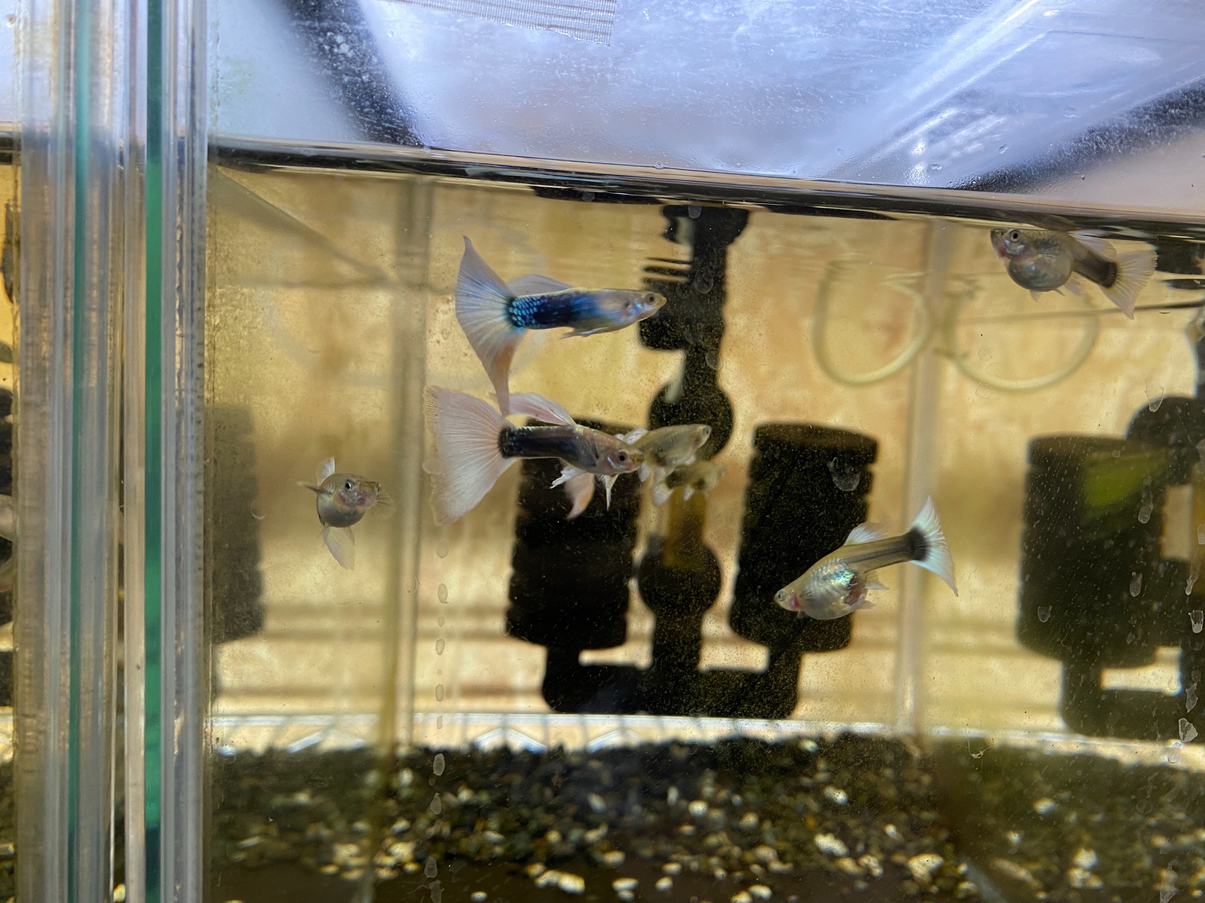 f:id:popopoppun:20221225093007j:image