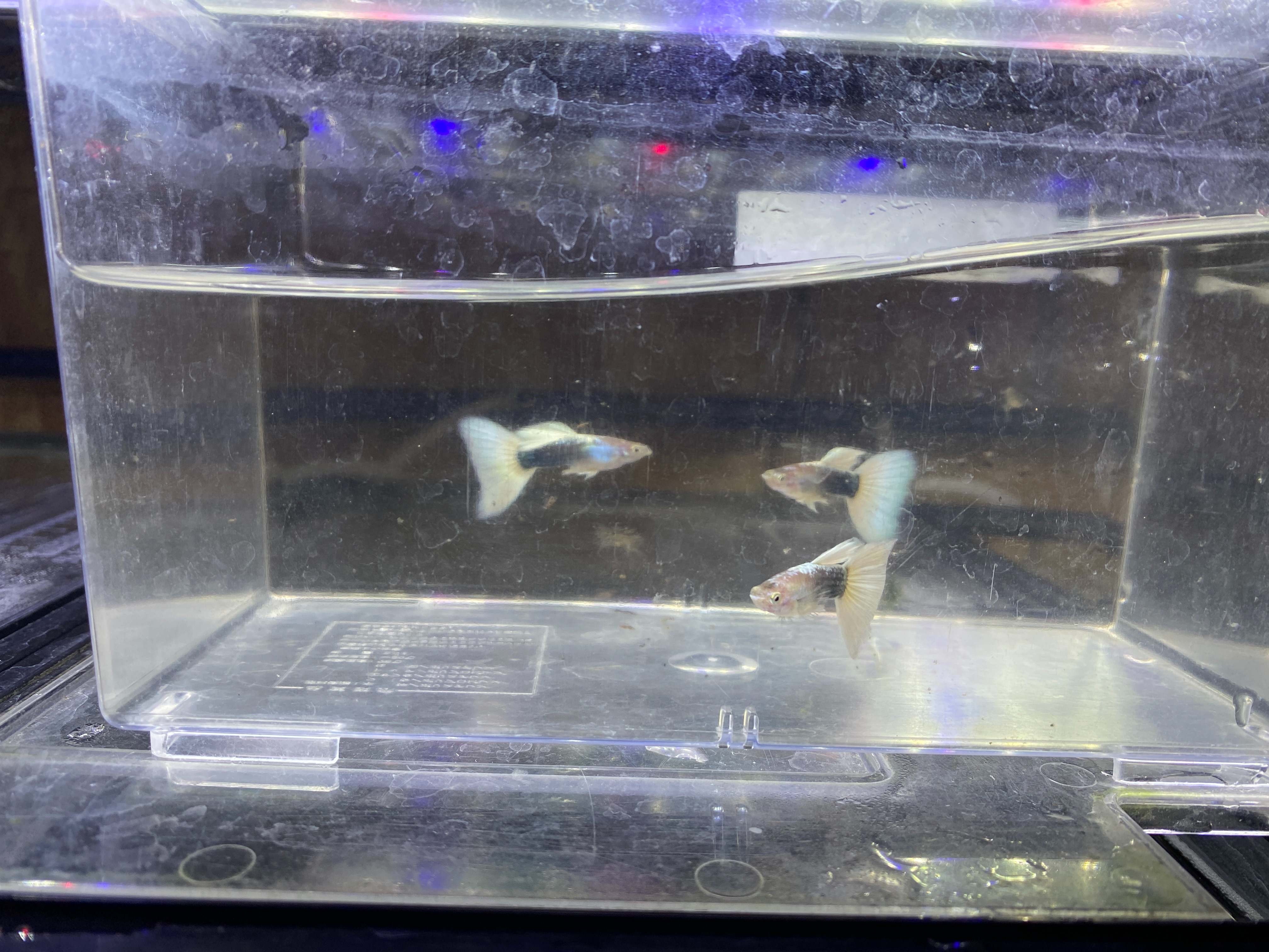 f:id:popopoppun:20221225093014j:image