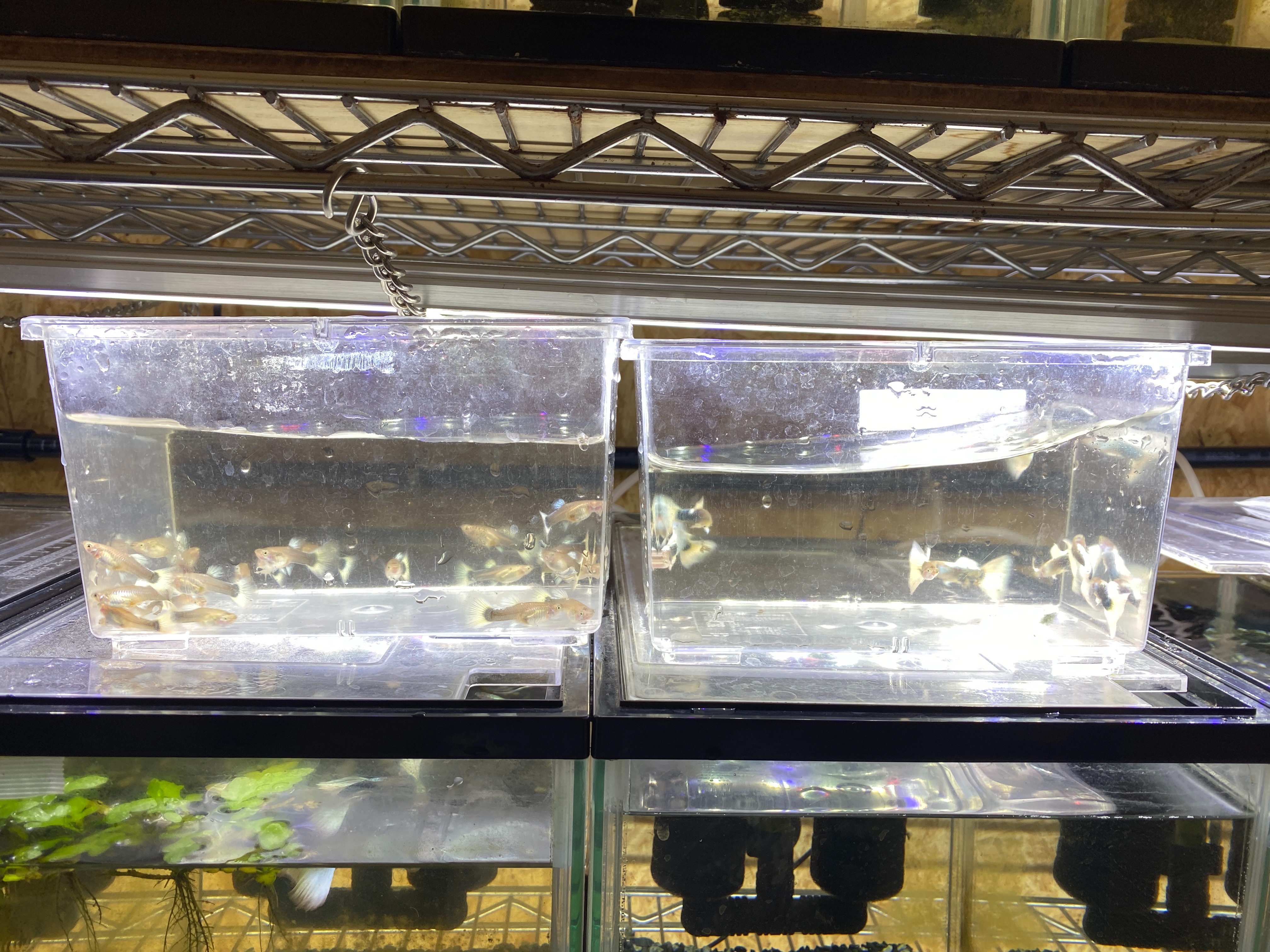 f:id:popopoppun:20221225093022j:image