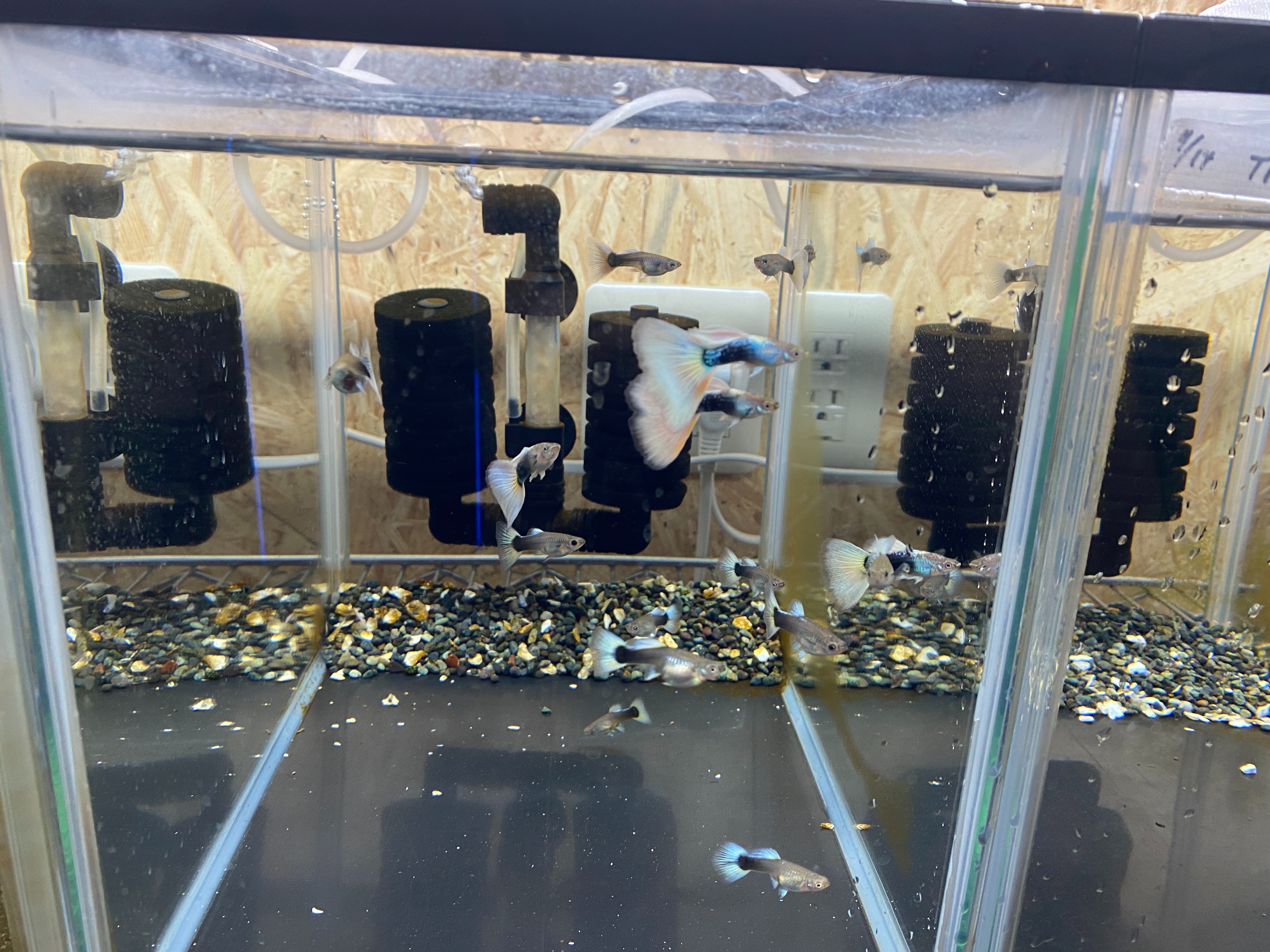 f:id:popopoppun:20221225093038j:image