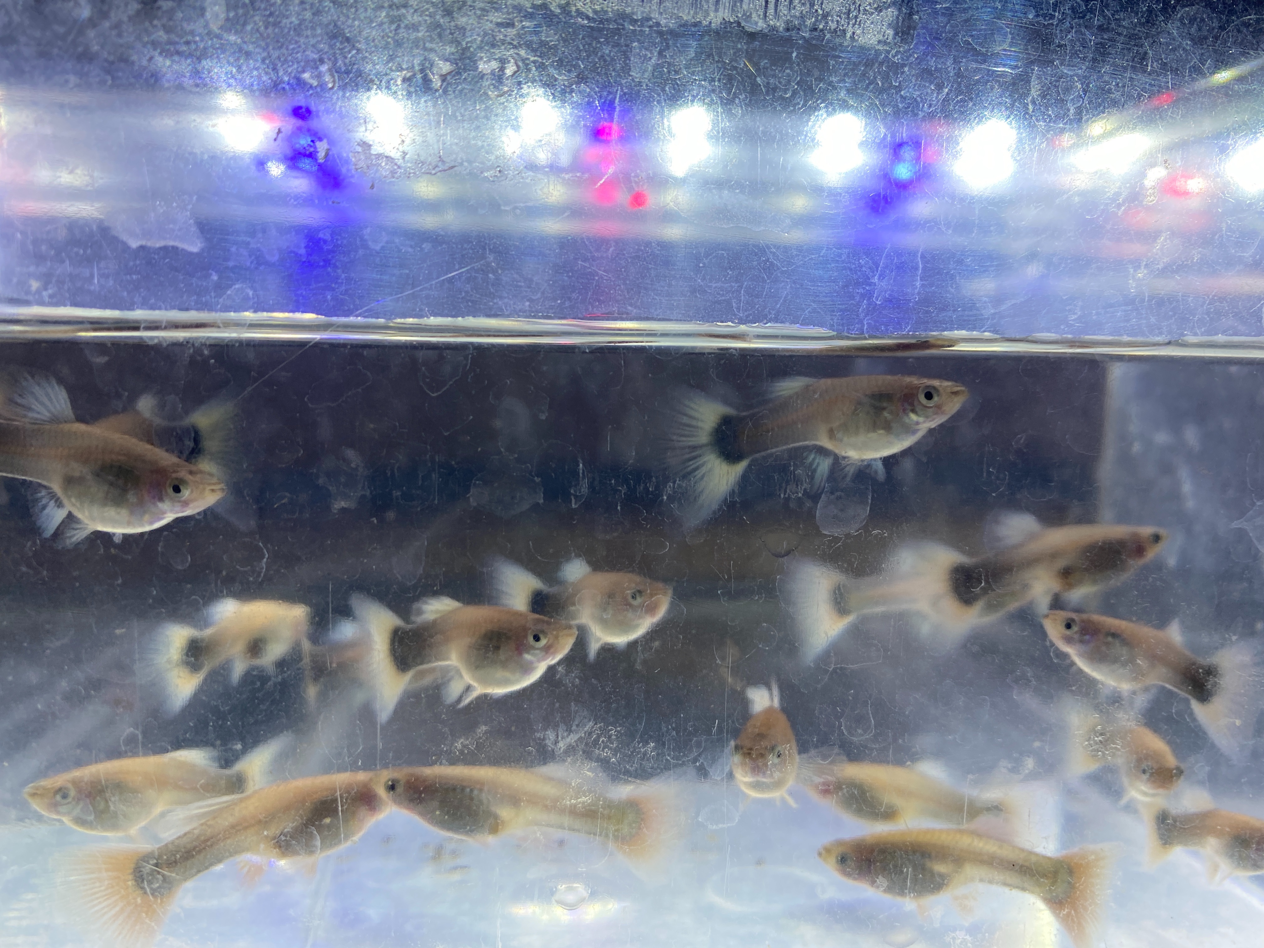 f:id:popopoppun:20221225093045j:image