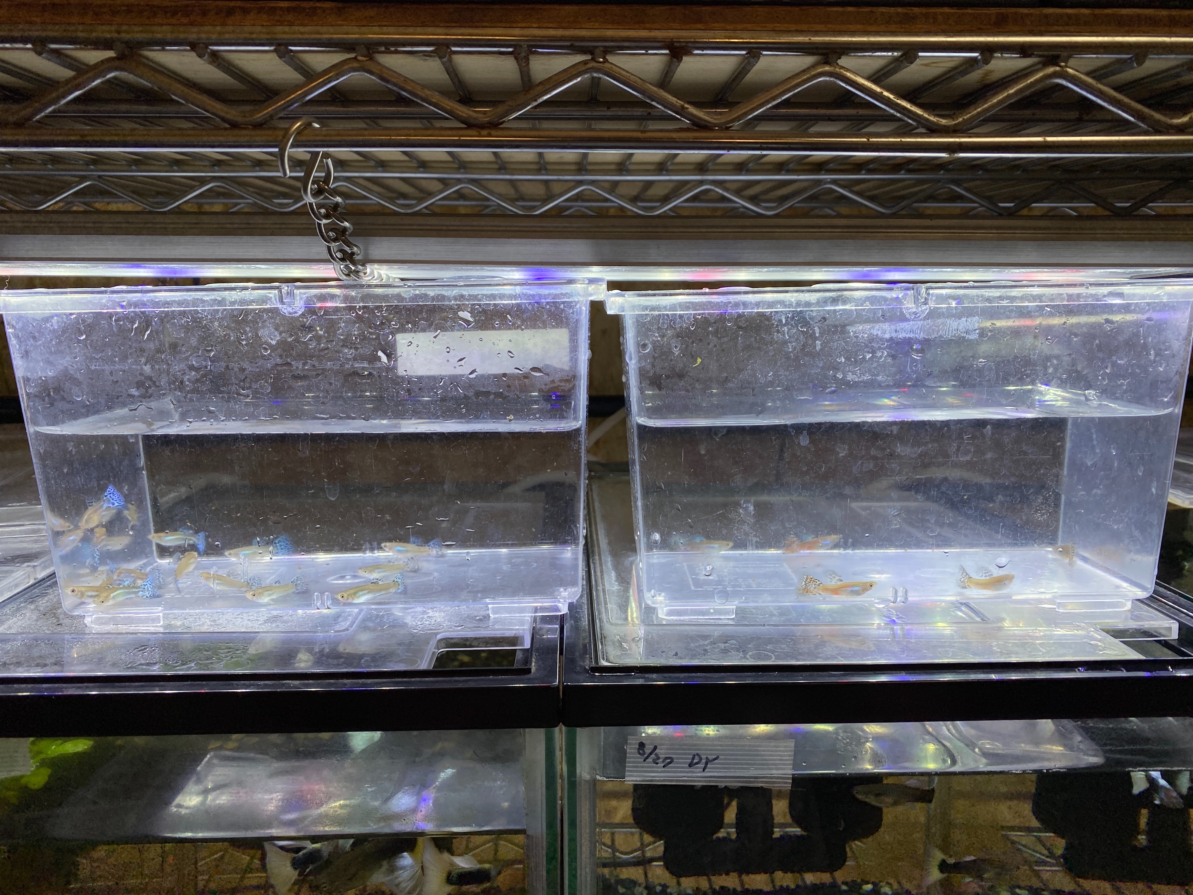 f:id:popopoppun:20221225100417j:image