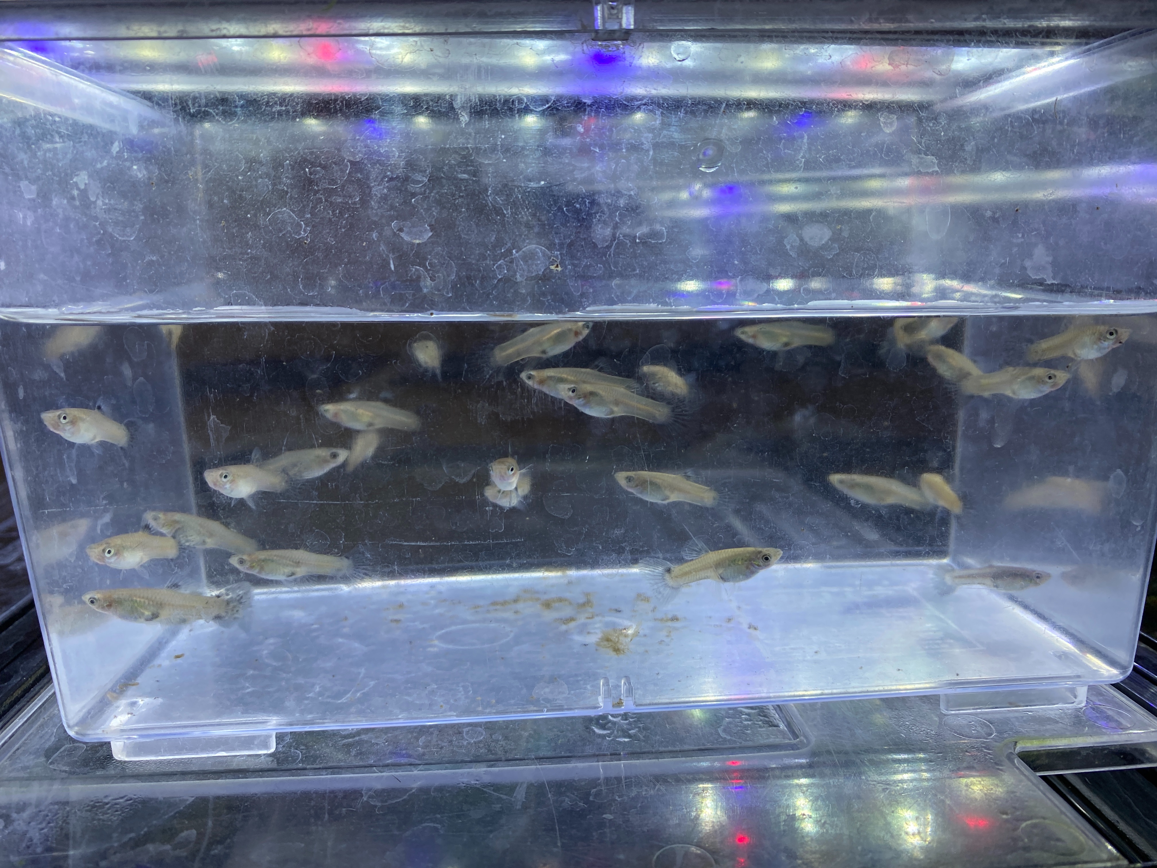 f:id:popopoppun:20221225100435j:image