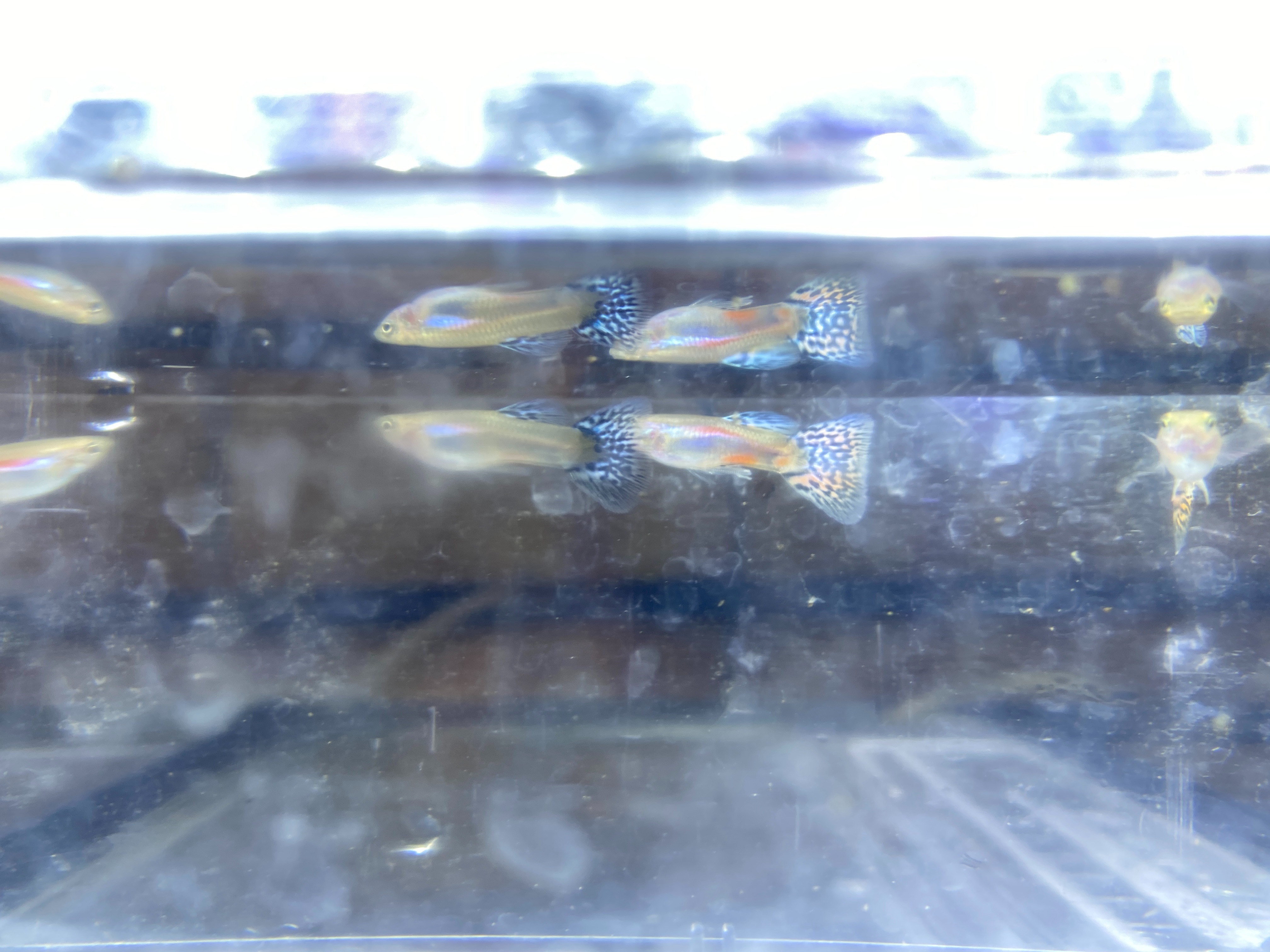 f:id:popopoppun:20221225100443j:image