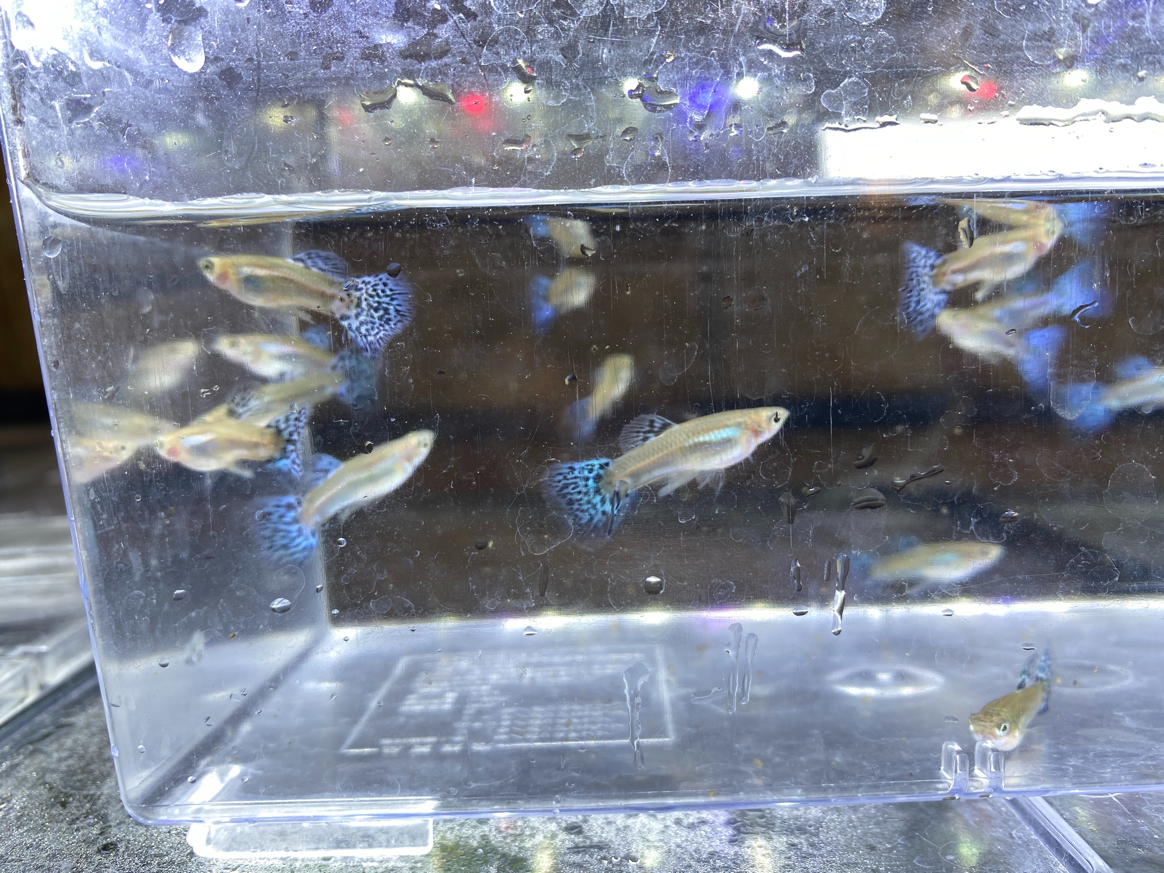 f:id:popopoppun:20221225100451j:image