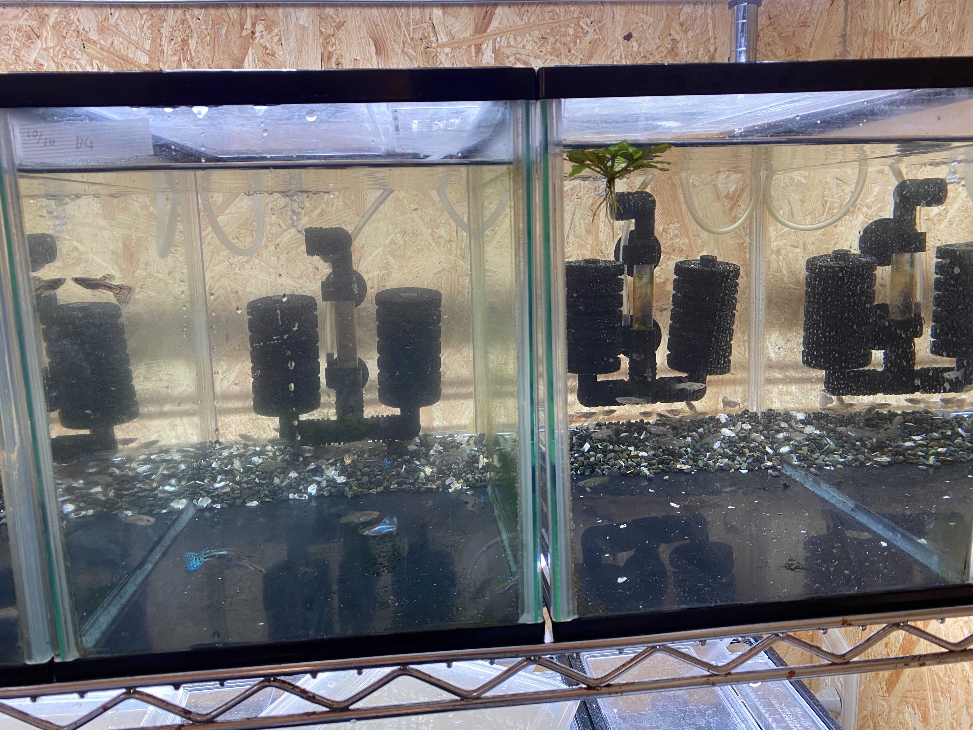 f:id:popopoppun:20221225100500j:image