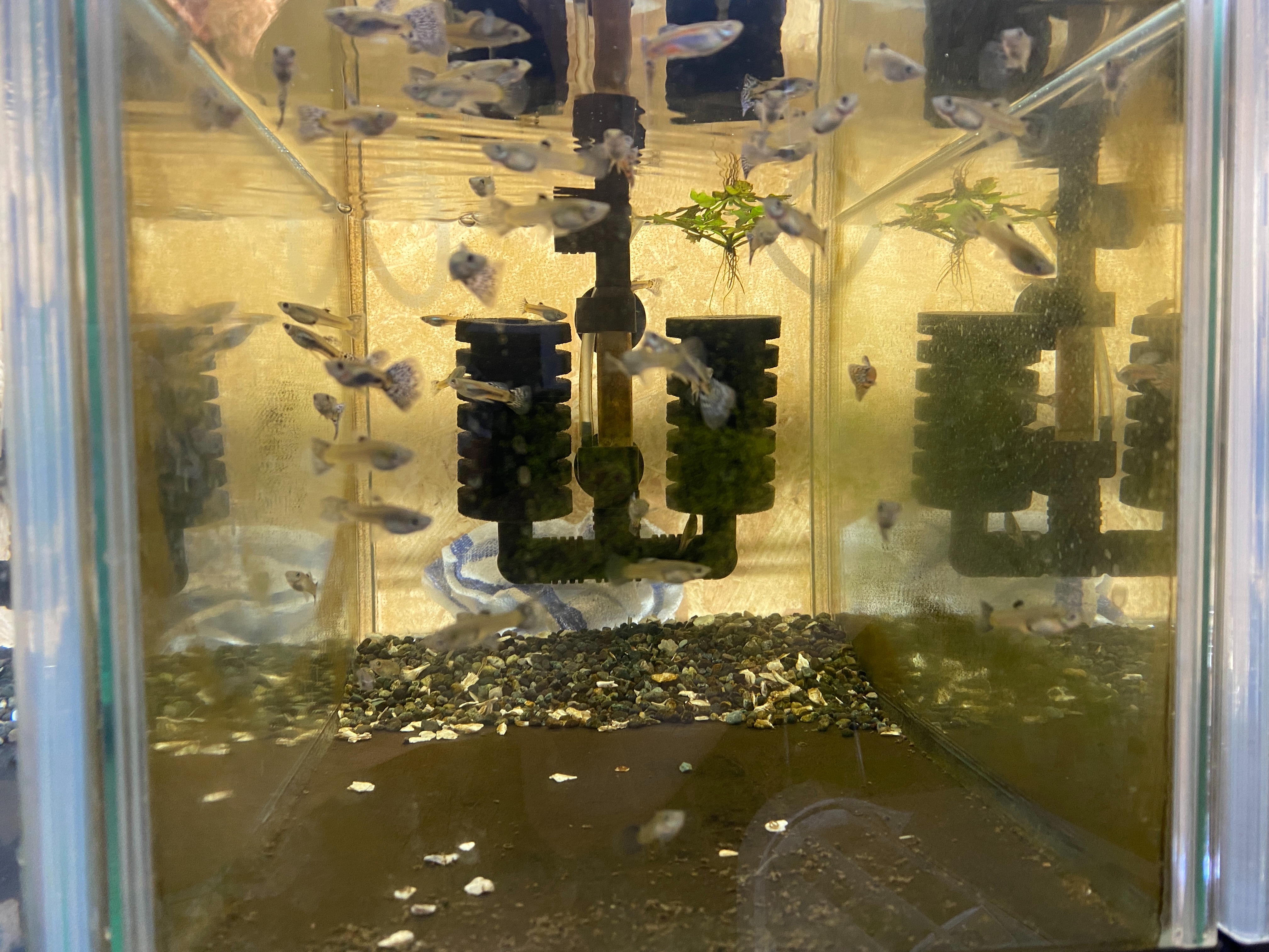 f:id:popopoppun:20221225100508j:image