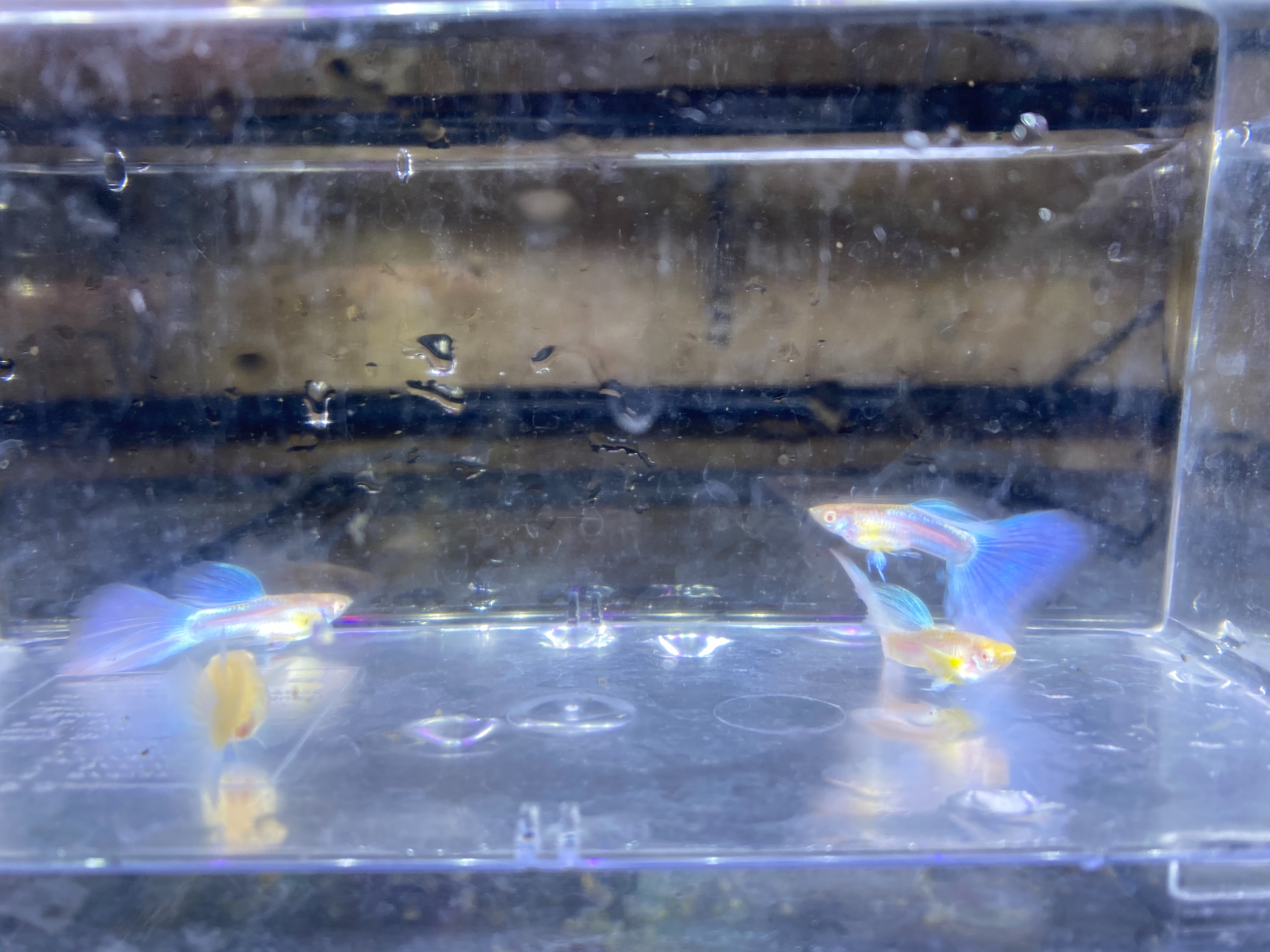 f:id:popopoppun:20221227053324j:image