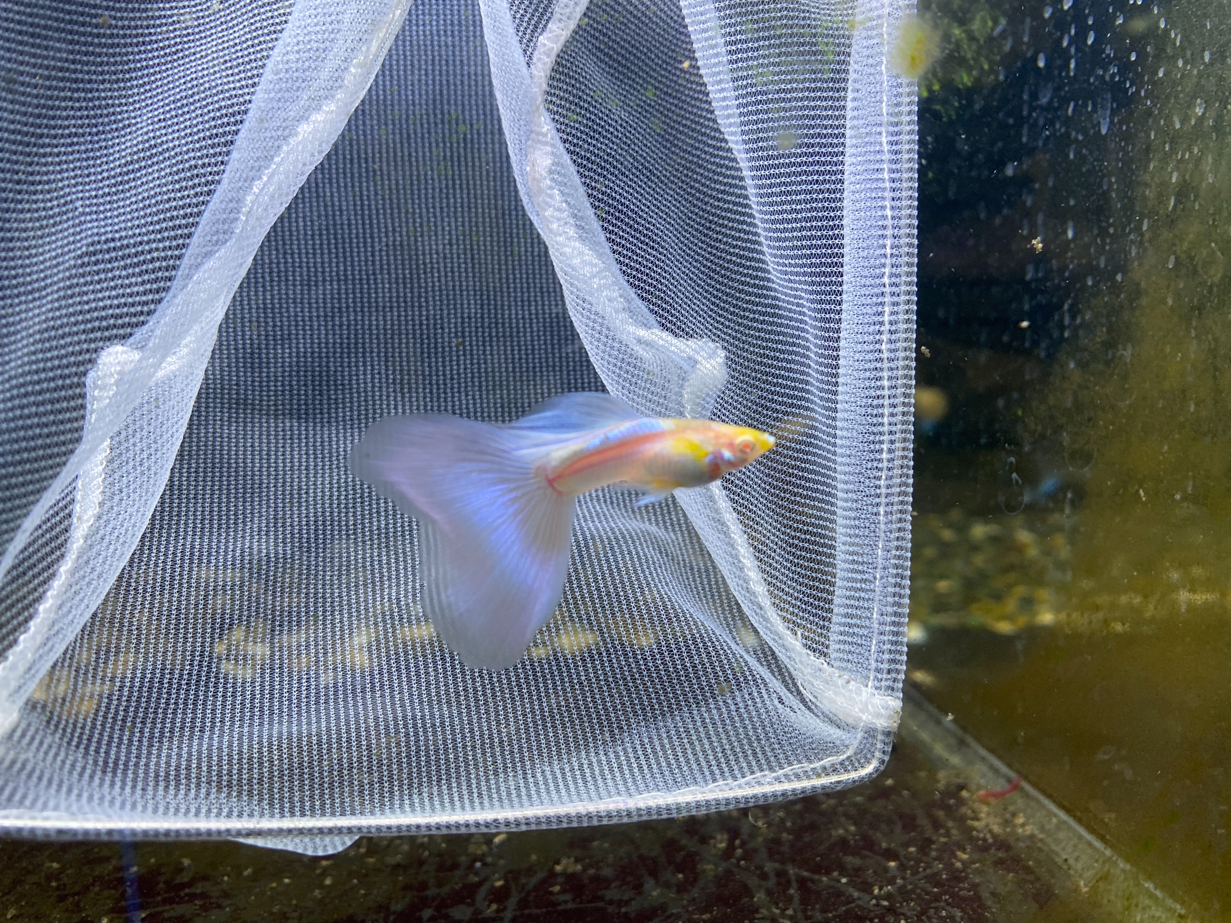 f:id:popopoppun:20221227053331j:image