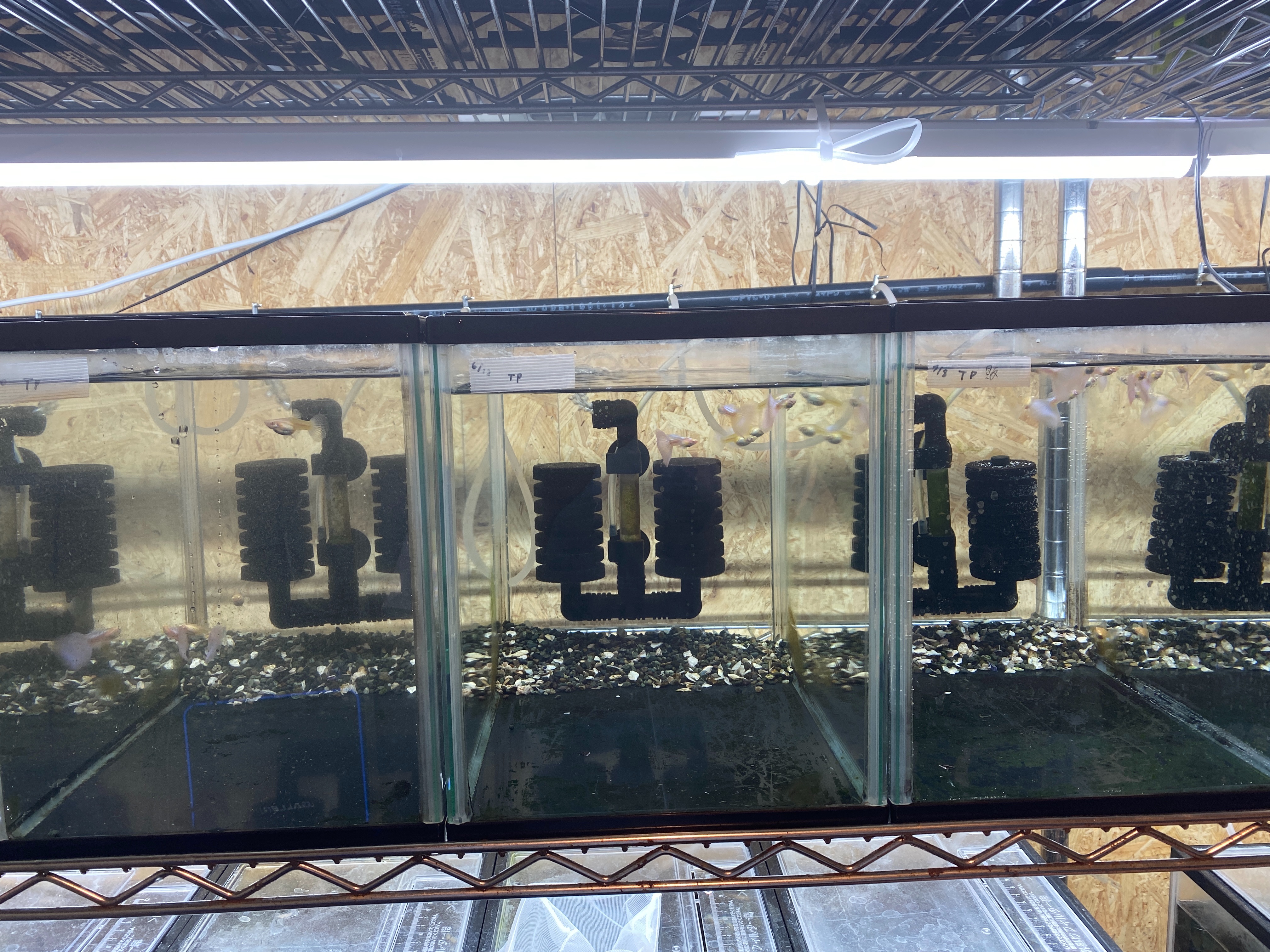 f:id:popopoppun:20221227053347j:image