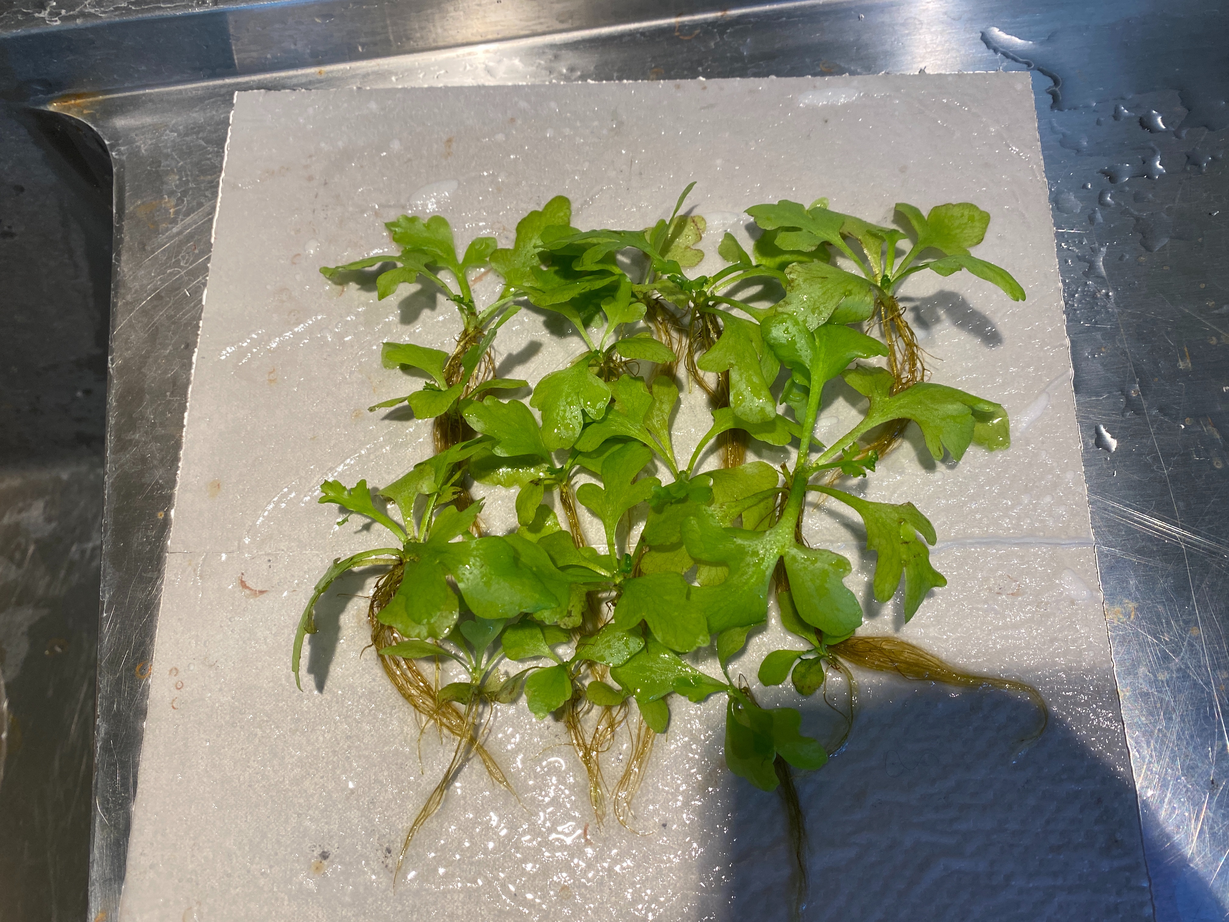 f:id:popopoppun:20221227053356j:image