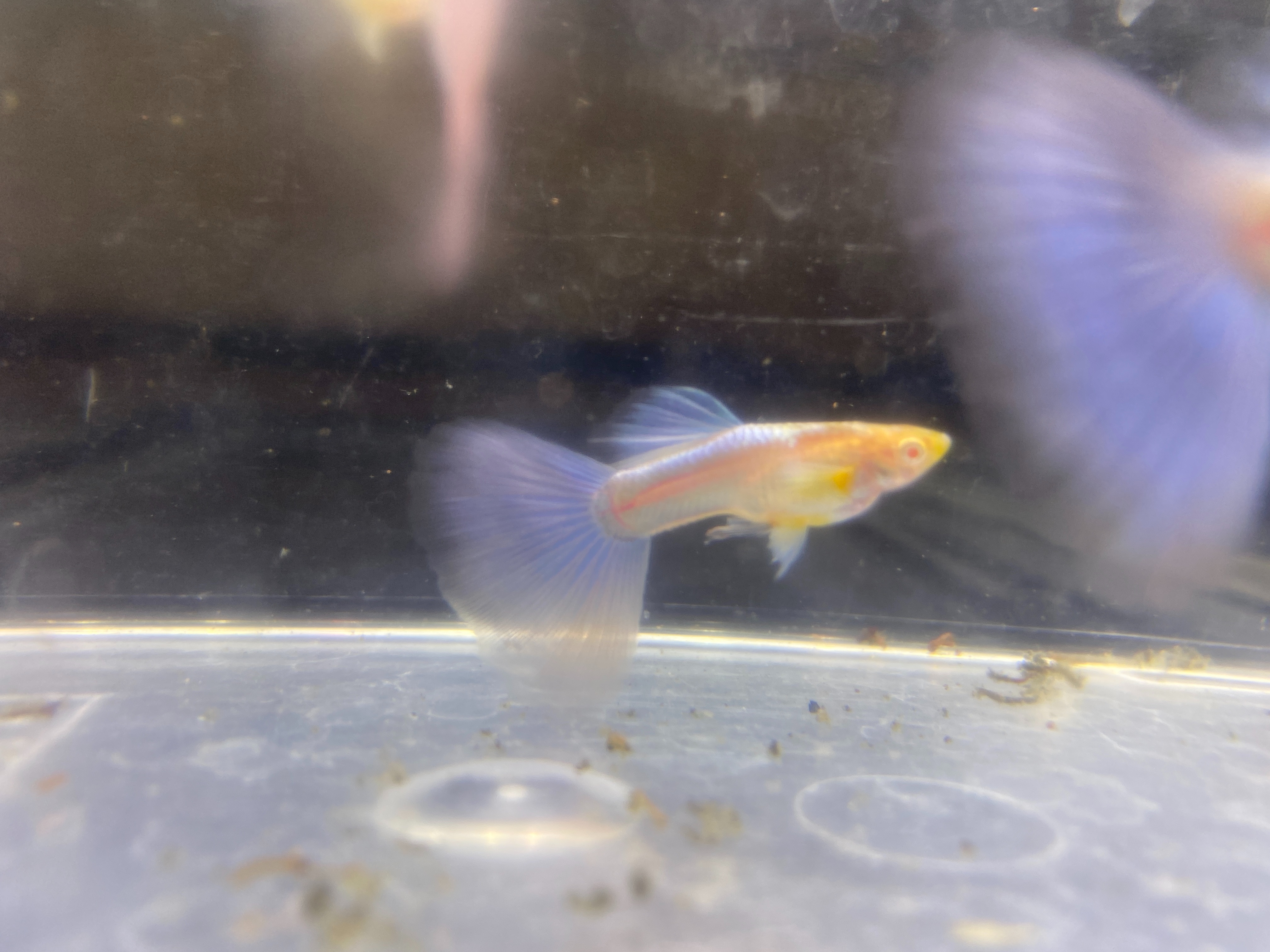 f:id:popopoppun:20221227053404j:image