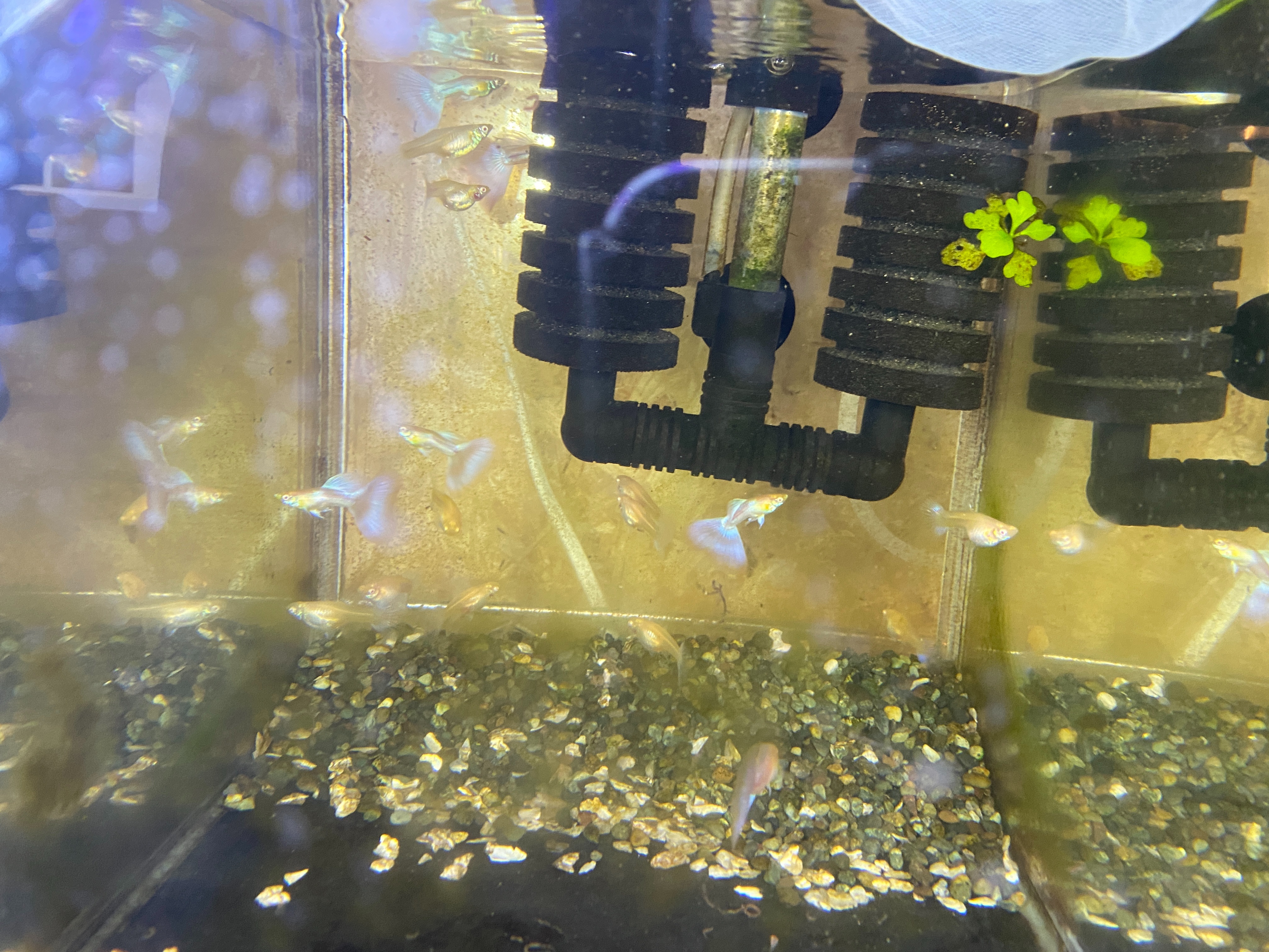 f:id:popopoppun:20221227053435j:image