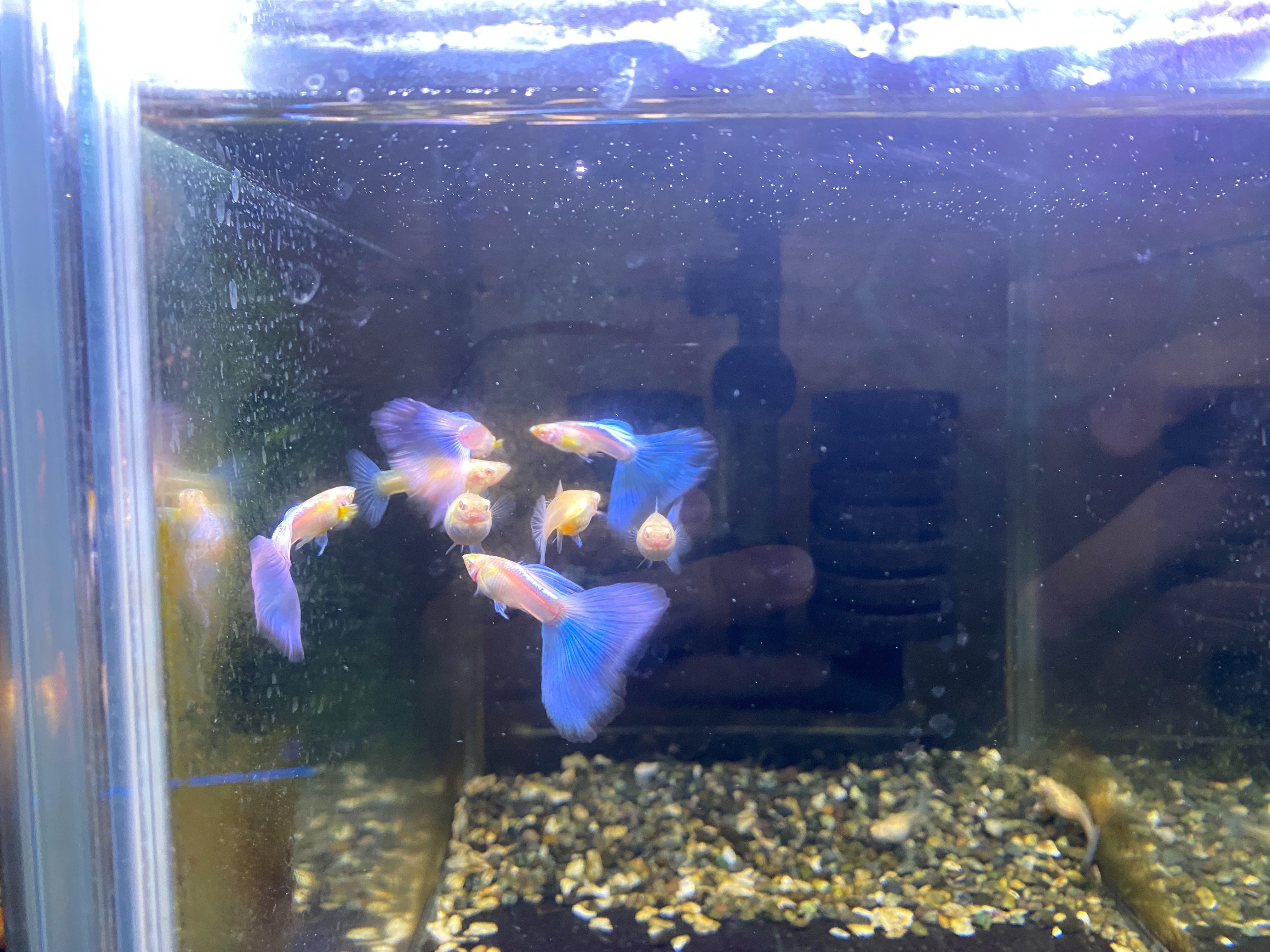 f:id:popopoppun:20221227053443j:image