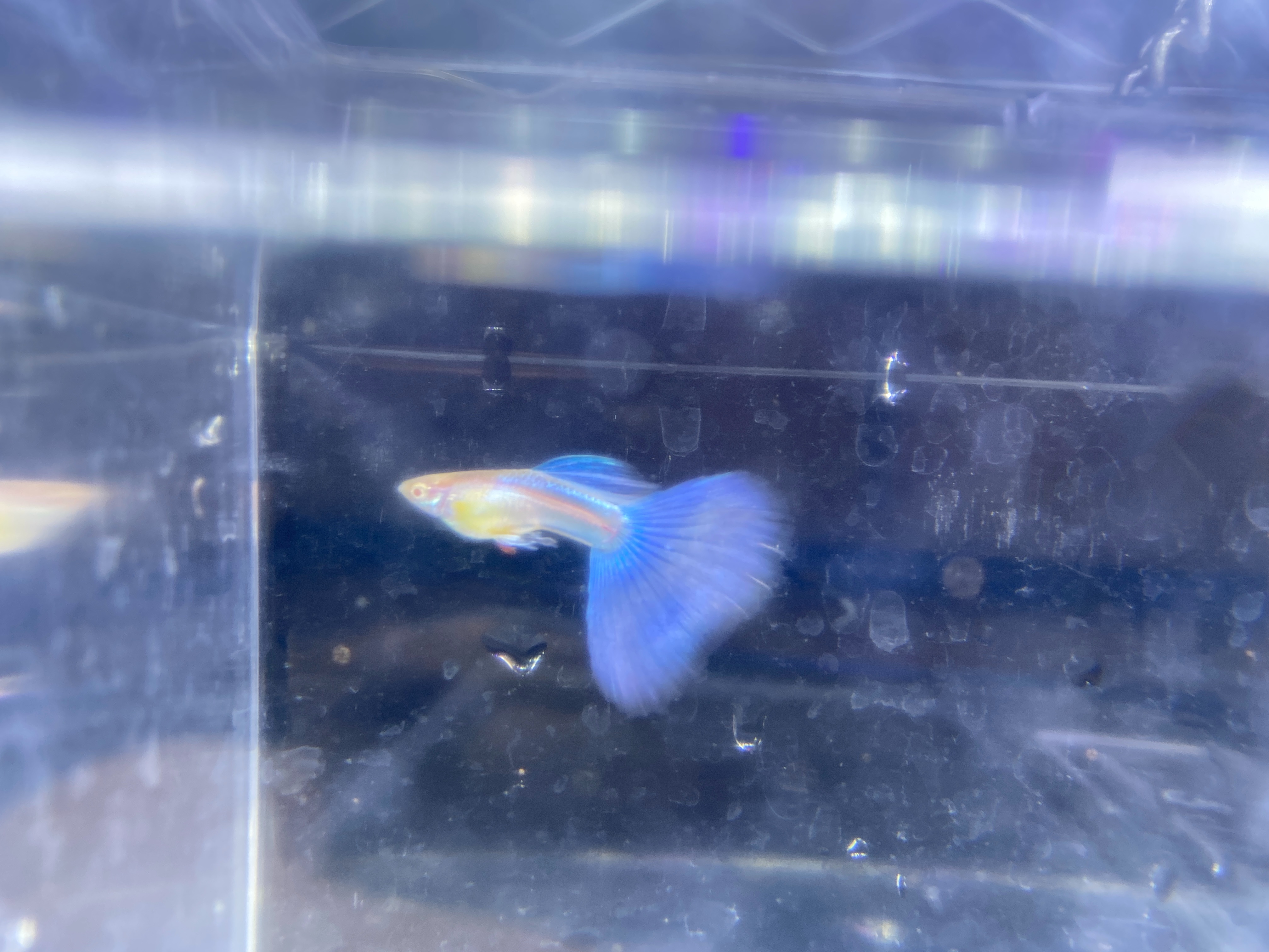 f:id:popopoppun:20221227053450j:image