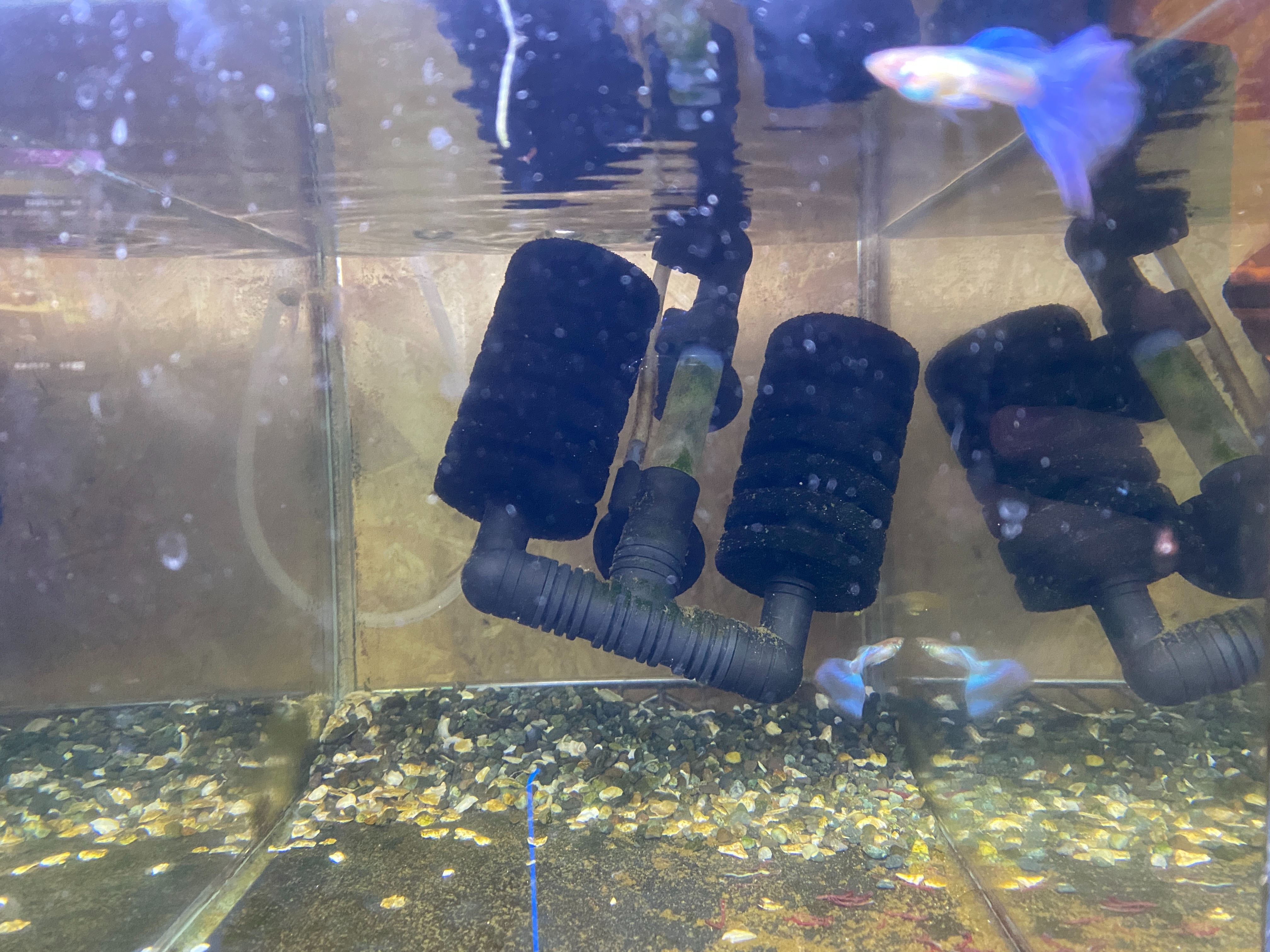 f:id:popopoppun:20221227053505j:image