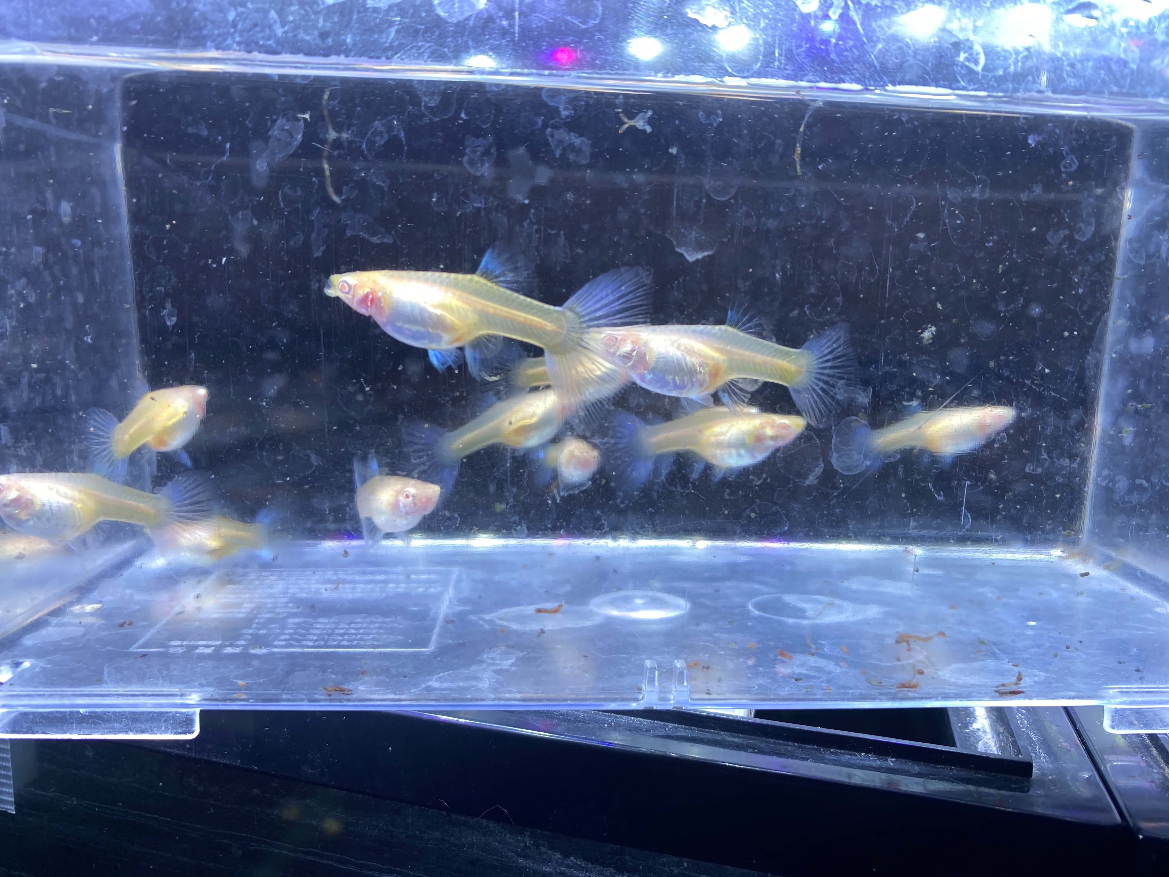 f:id:popopoppun:20221227053512j:image