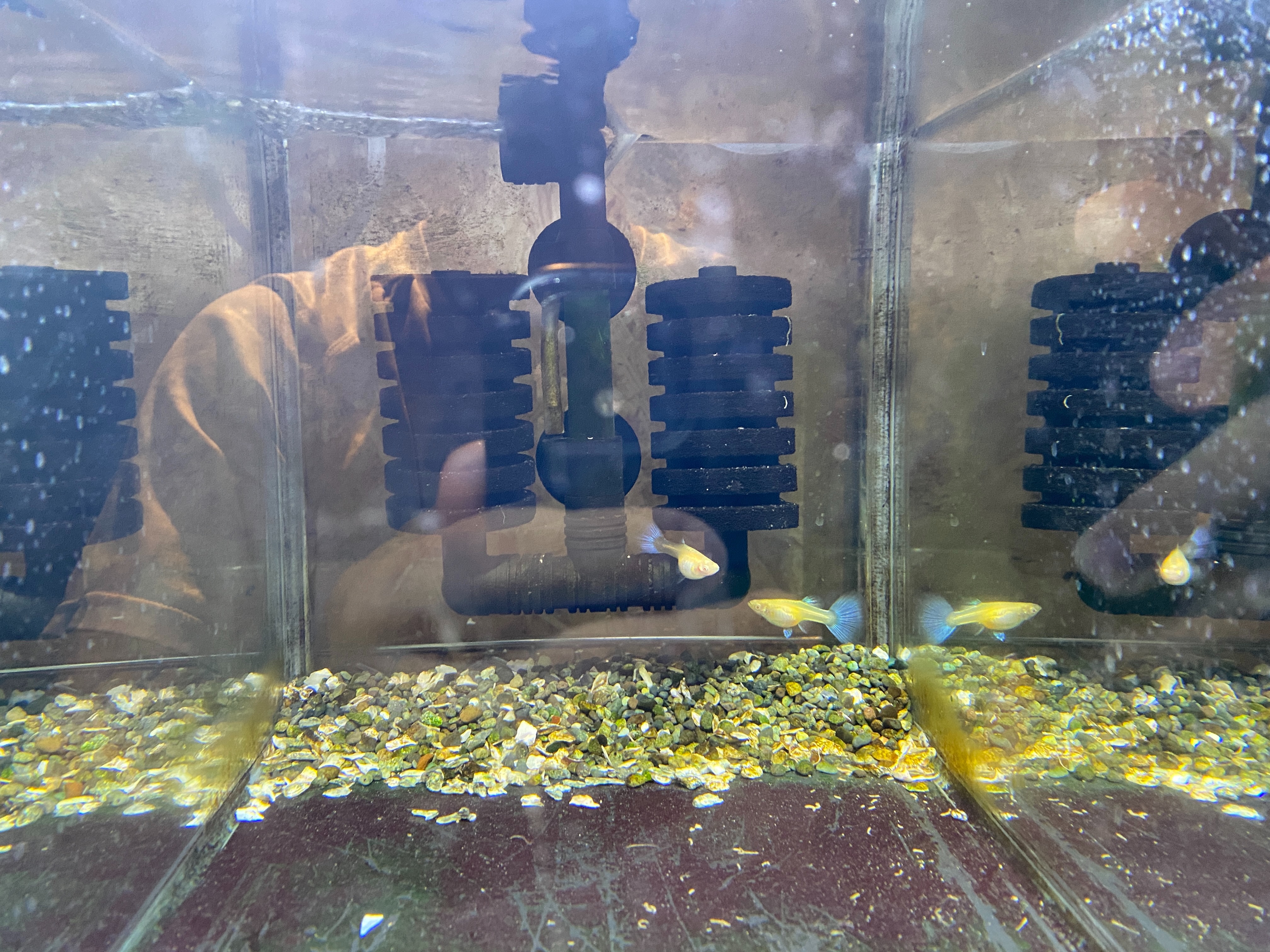 f:id:popopoppun:20221227053527j:image