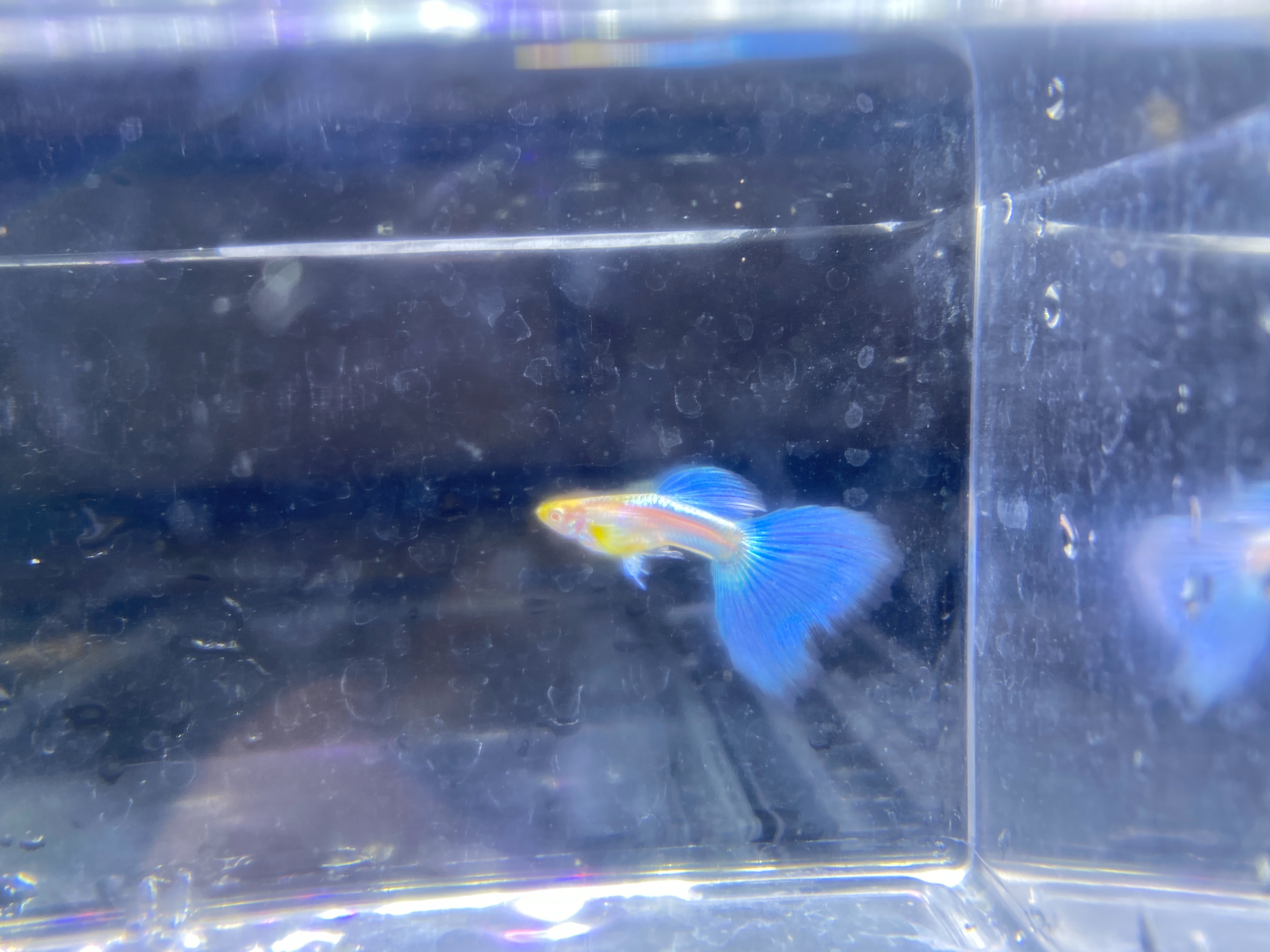 f:id:popopoppun:20221227053542j:image