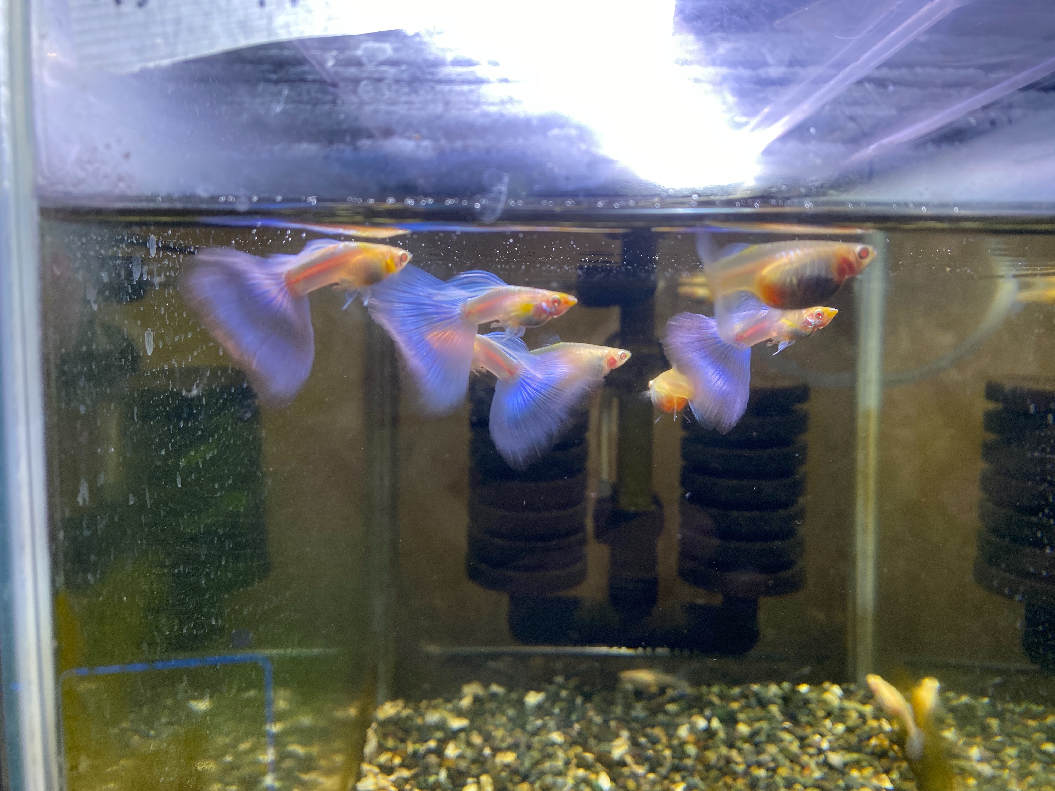 f:id:popopoppun:20221227053550j:image