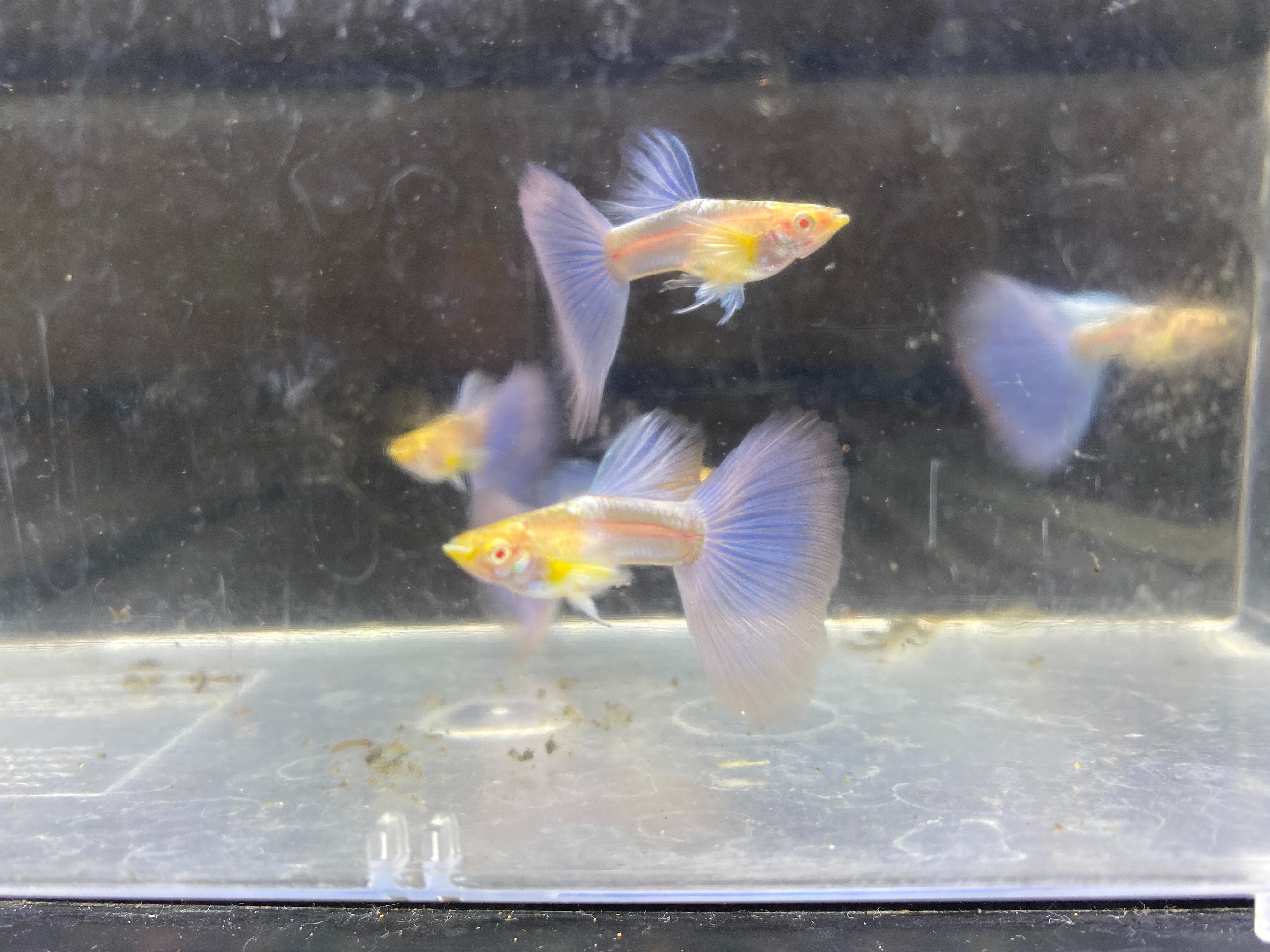 f:id:popopoppun:20221227053605j:image