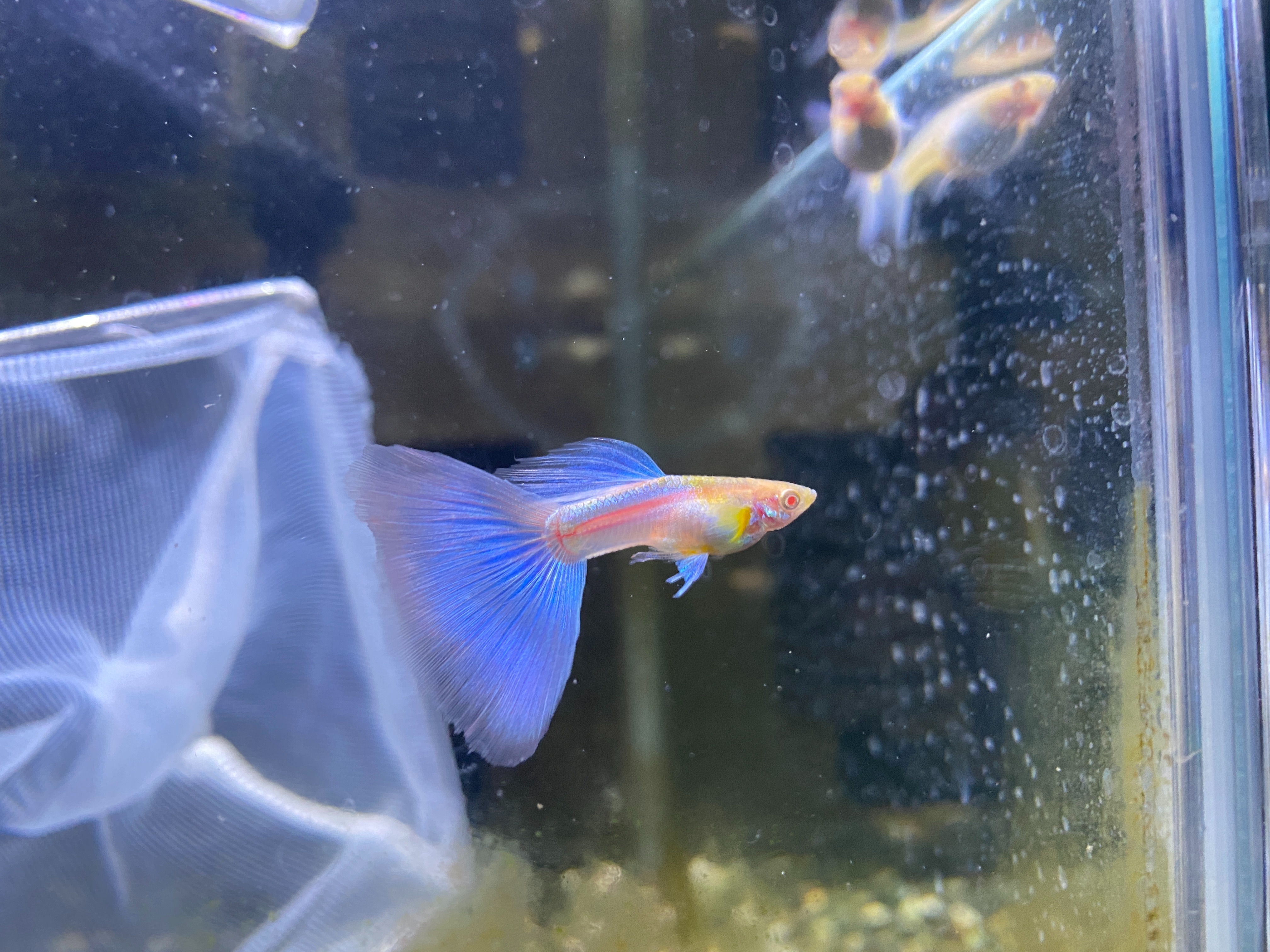 f:id:popopoppun:20221227053612j:image