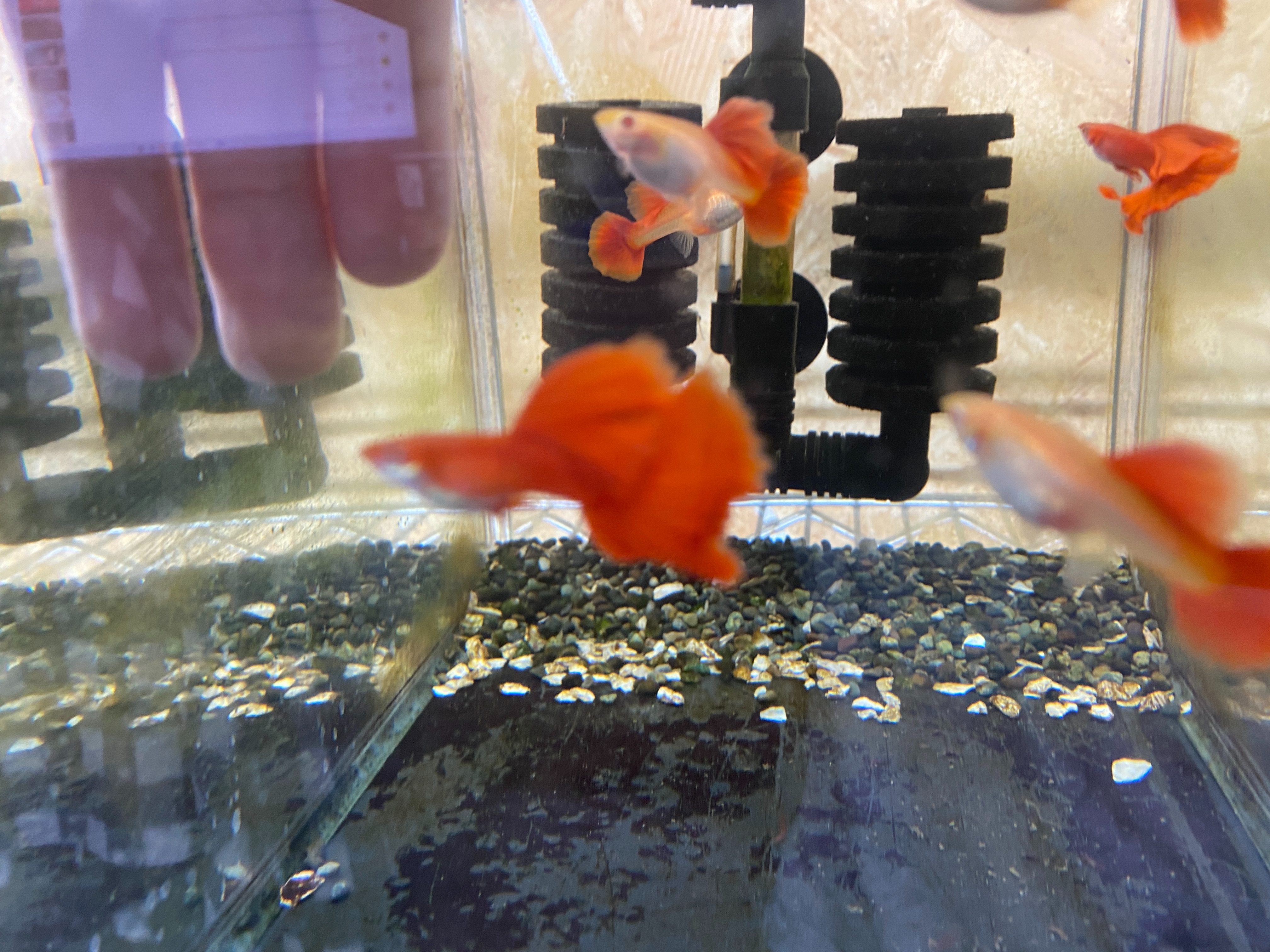 f:id:popopoppun:20221227053620j:image