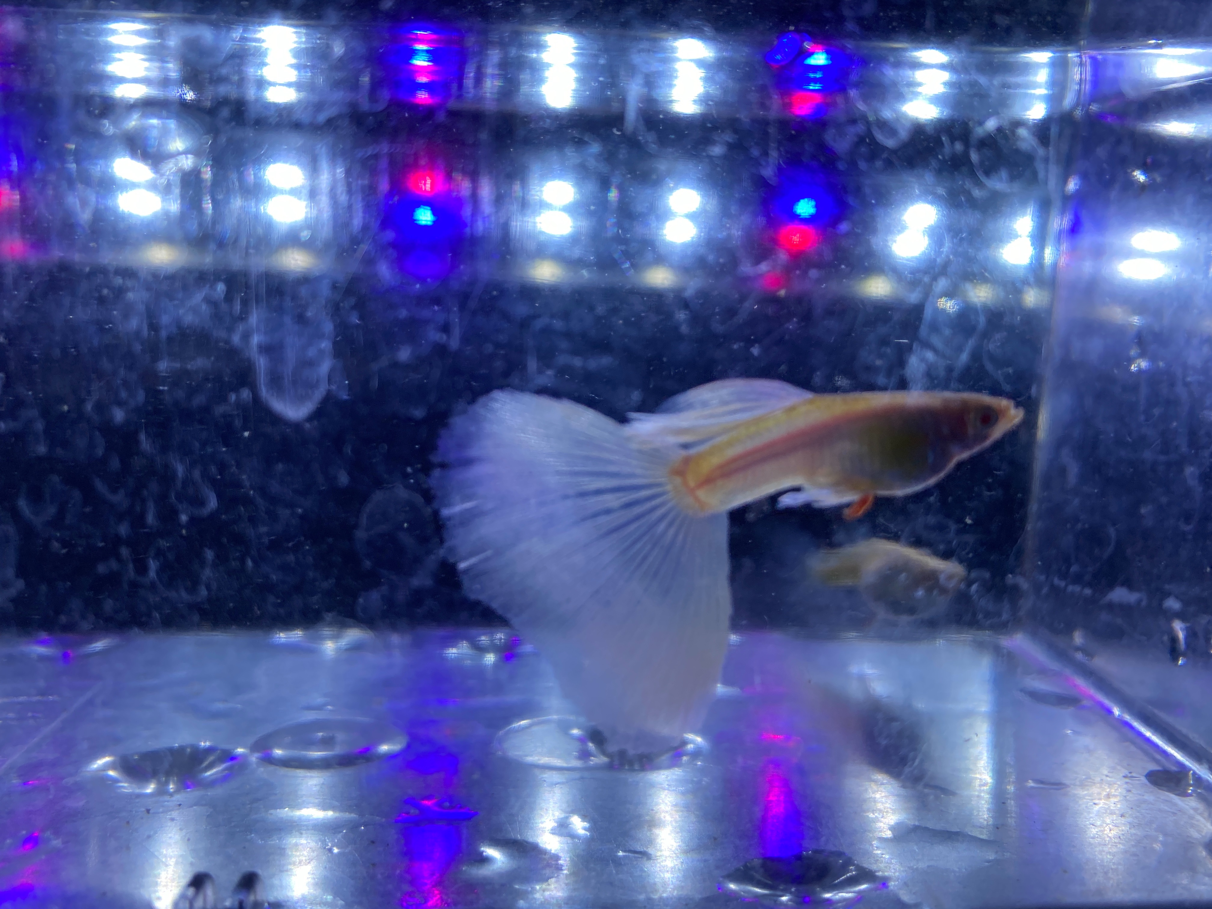 f:id:popopoppun:20221227053628j:image