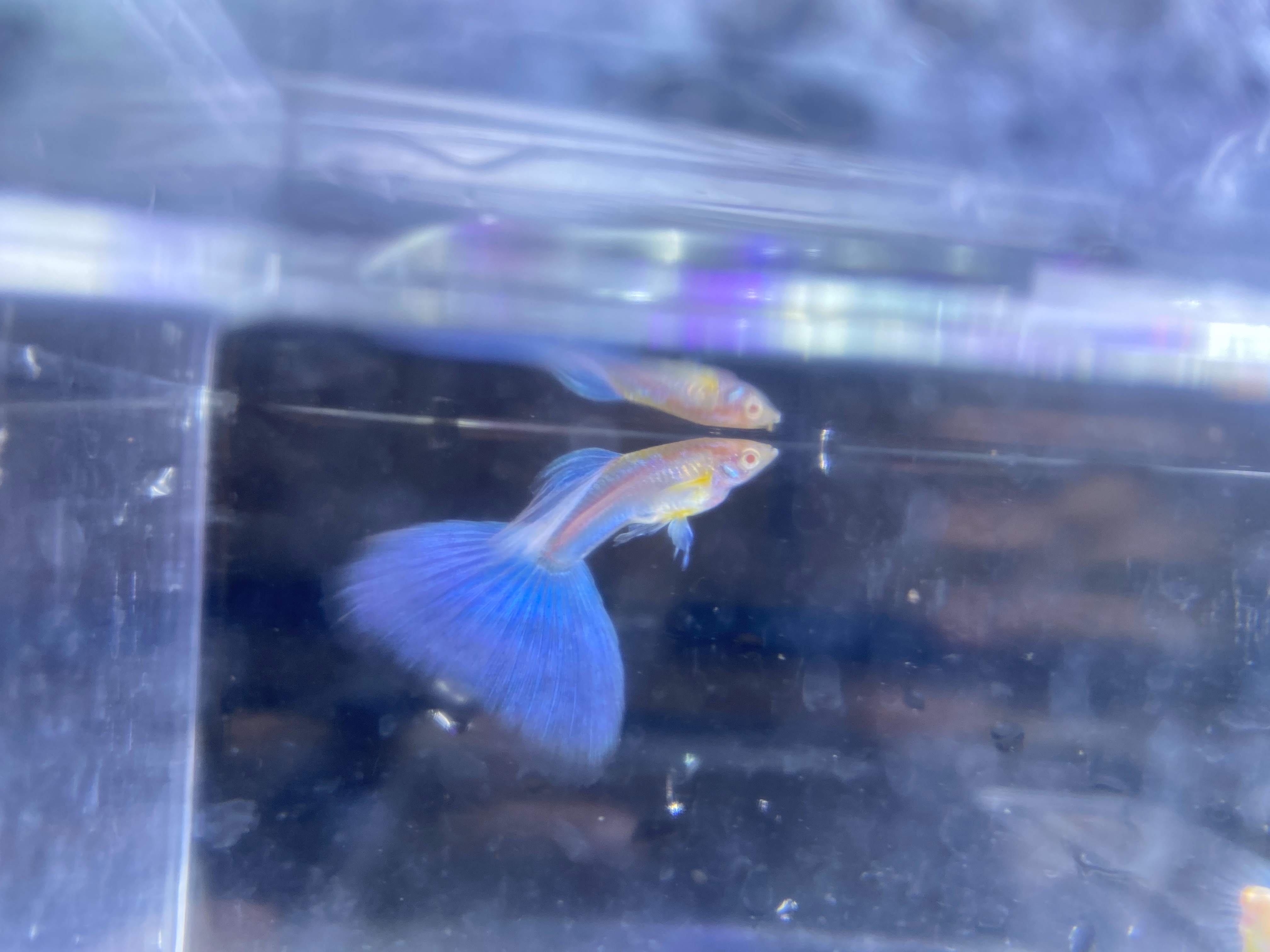 f:id:popopoppun:20221227053635j:image