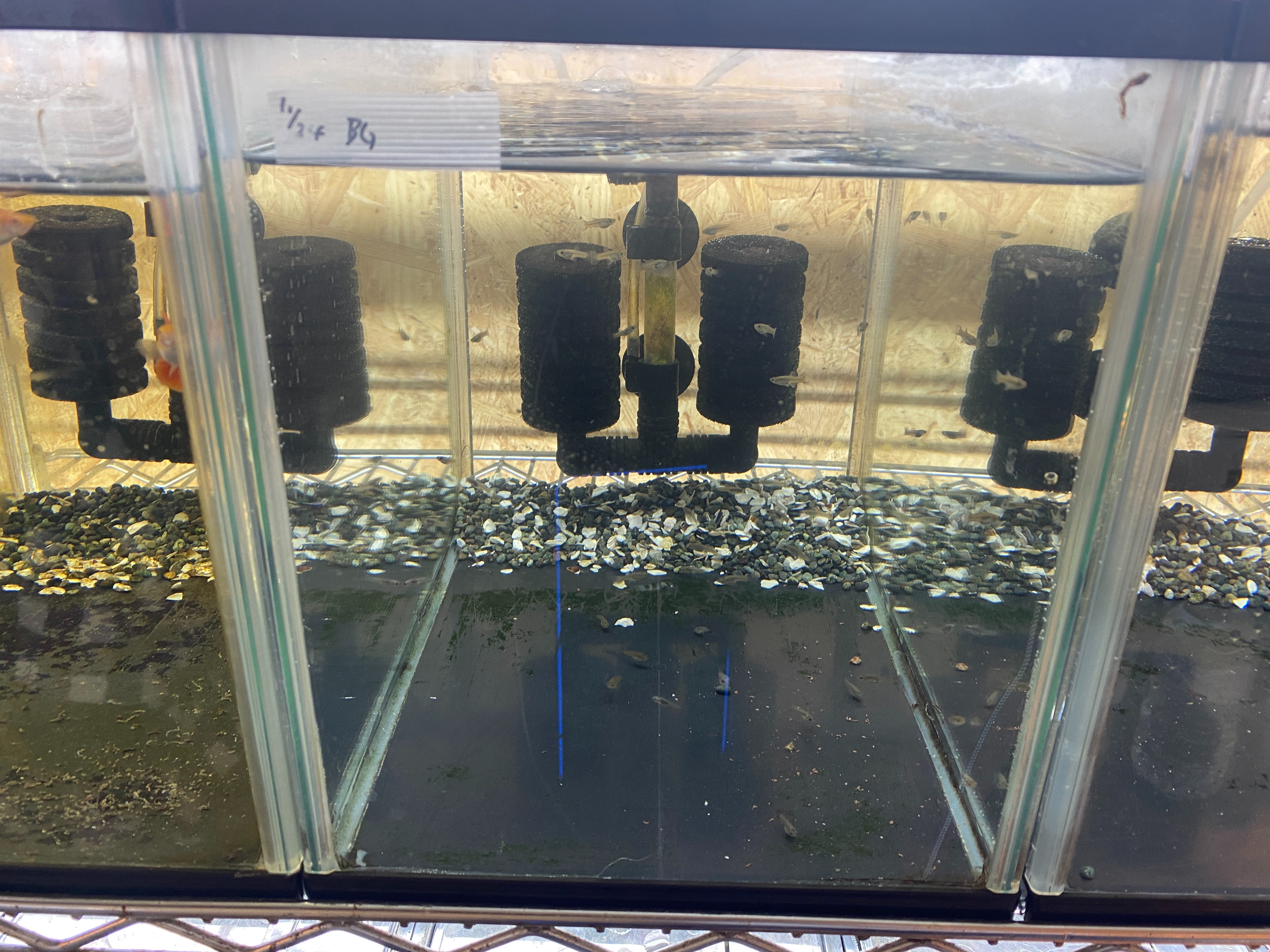 f:id:popopoppun:20221227053650j:image