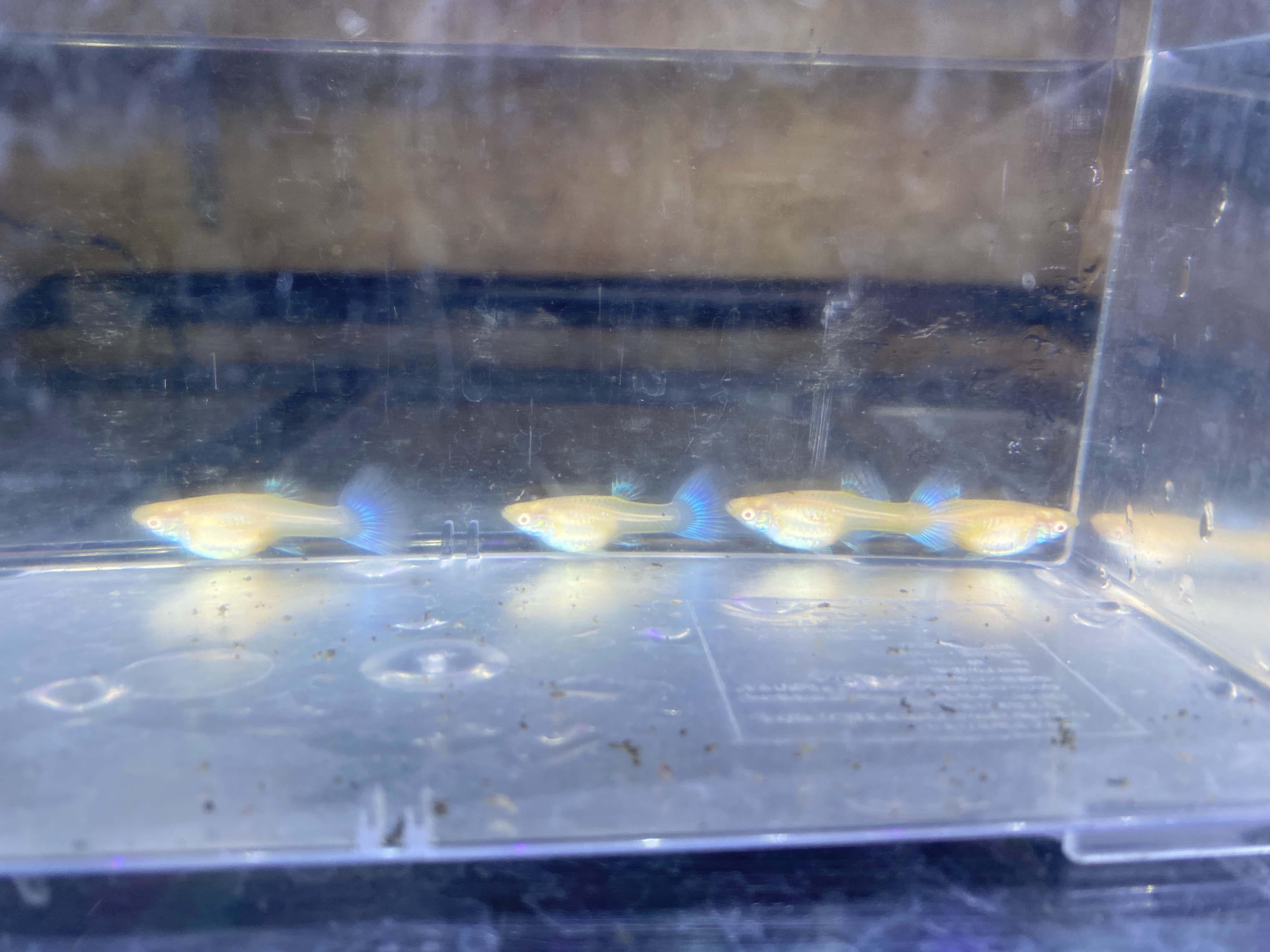 f:id:popopoppun:20221227053657j:image