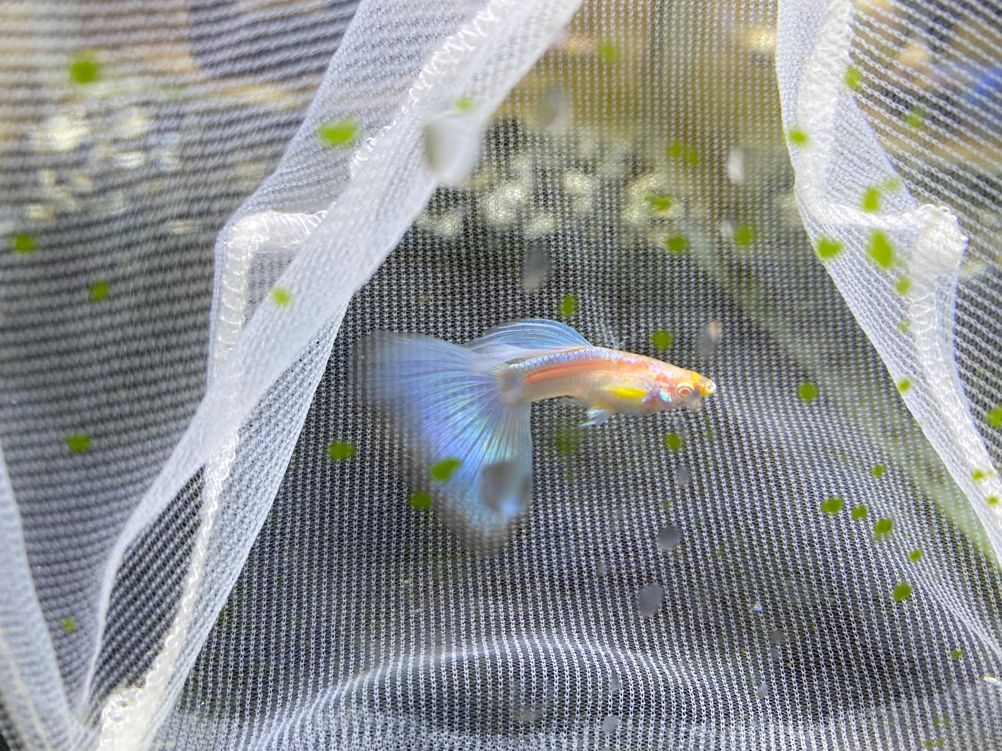 f:id:popopoppun:20221227053735j:image