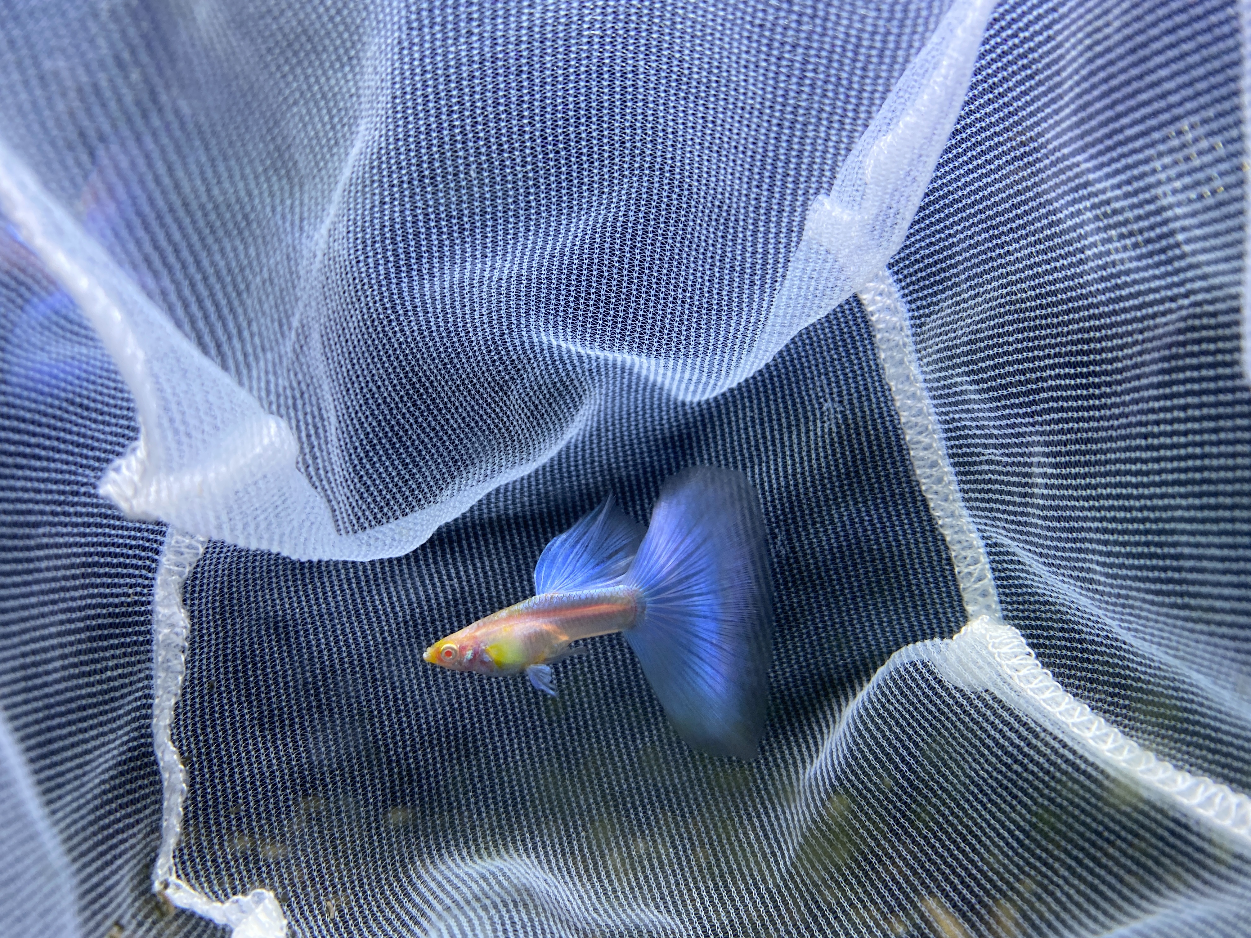 f:id:popopoppun:20221227053751j:image