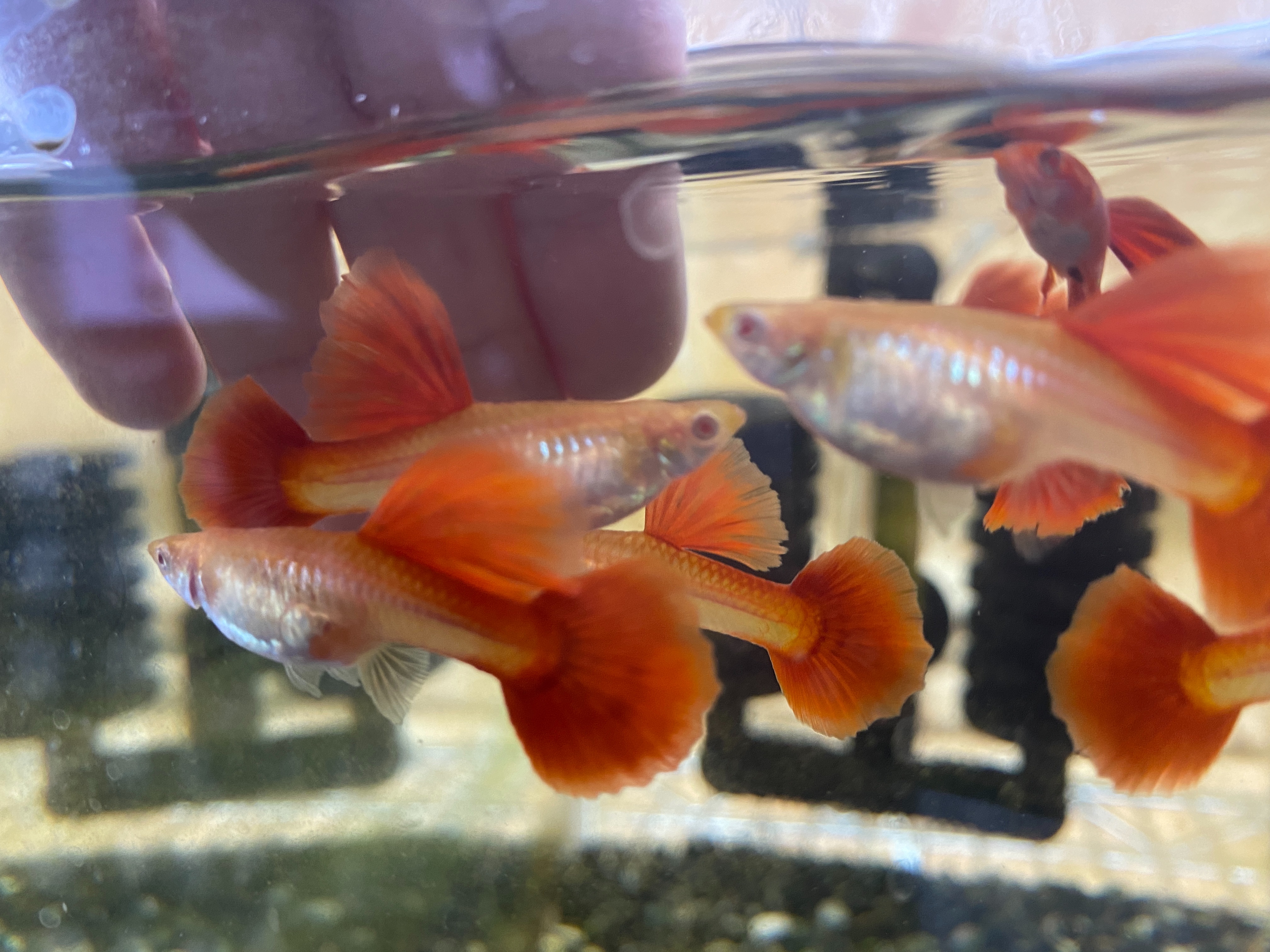 f:id:popopoppun:20221227053759j:image