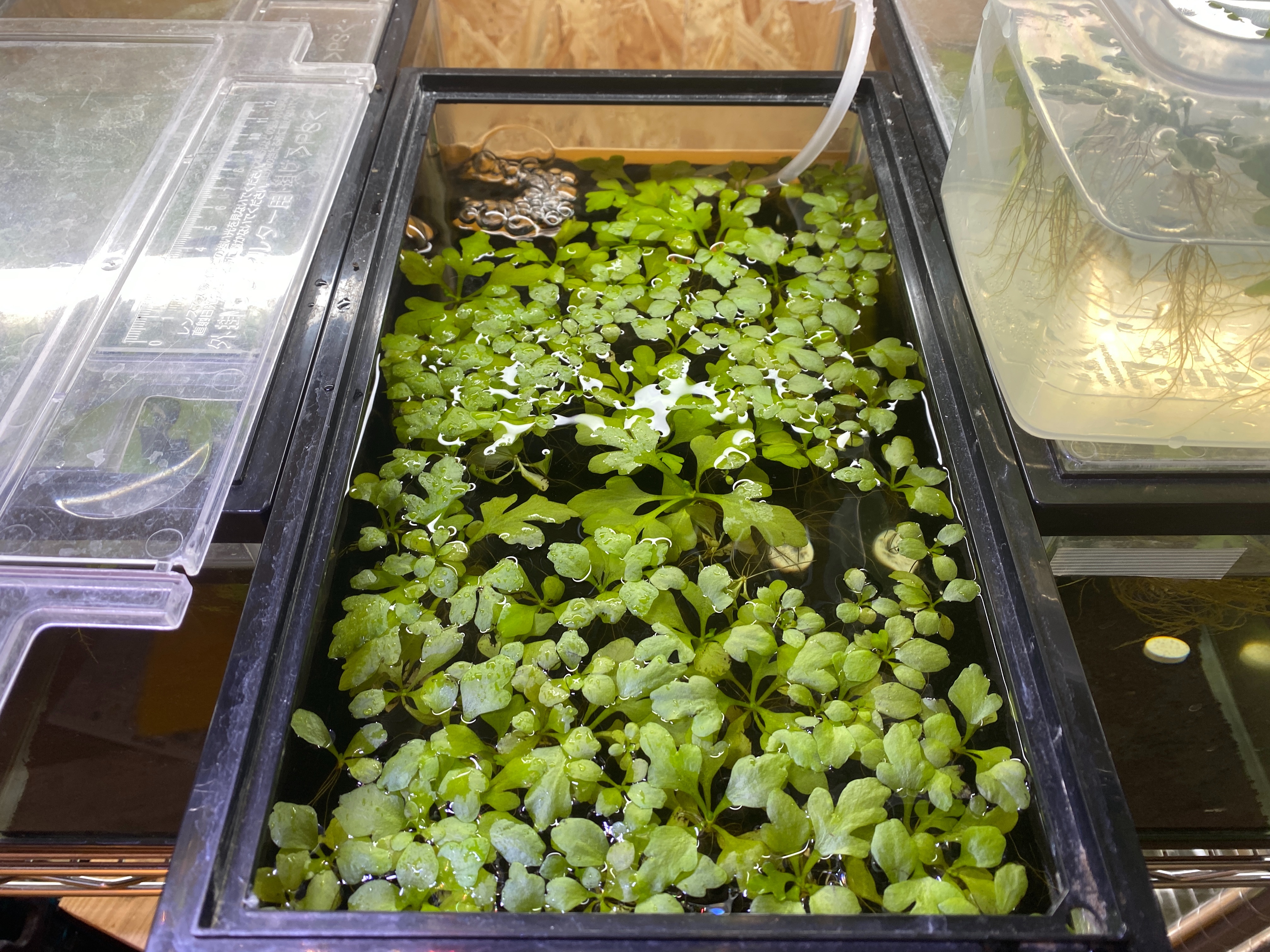 f:id:popopoppun:20221227053829j:image