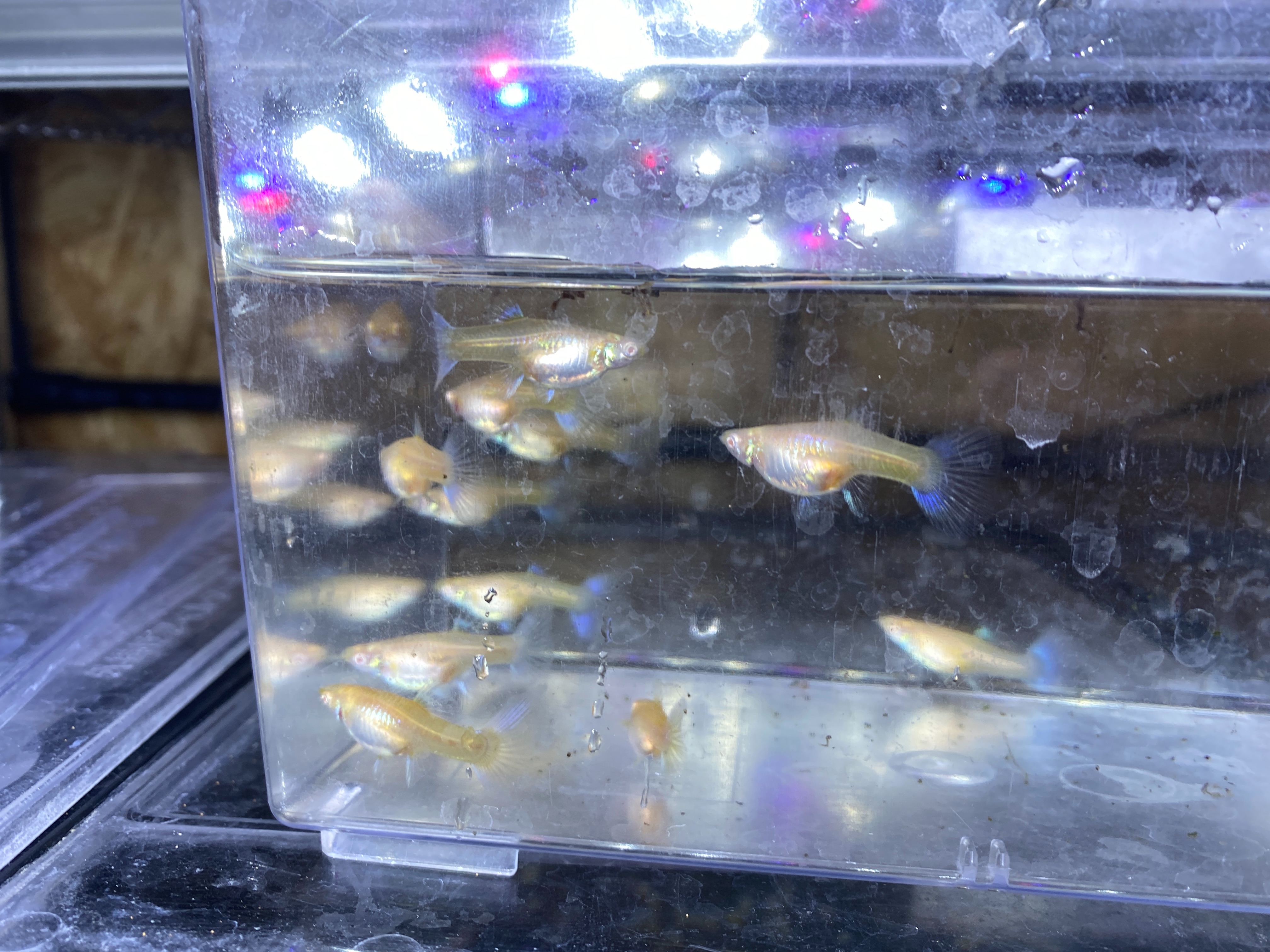 f:id:popopoppun:20221227053908j:image