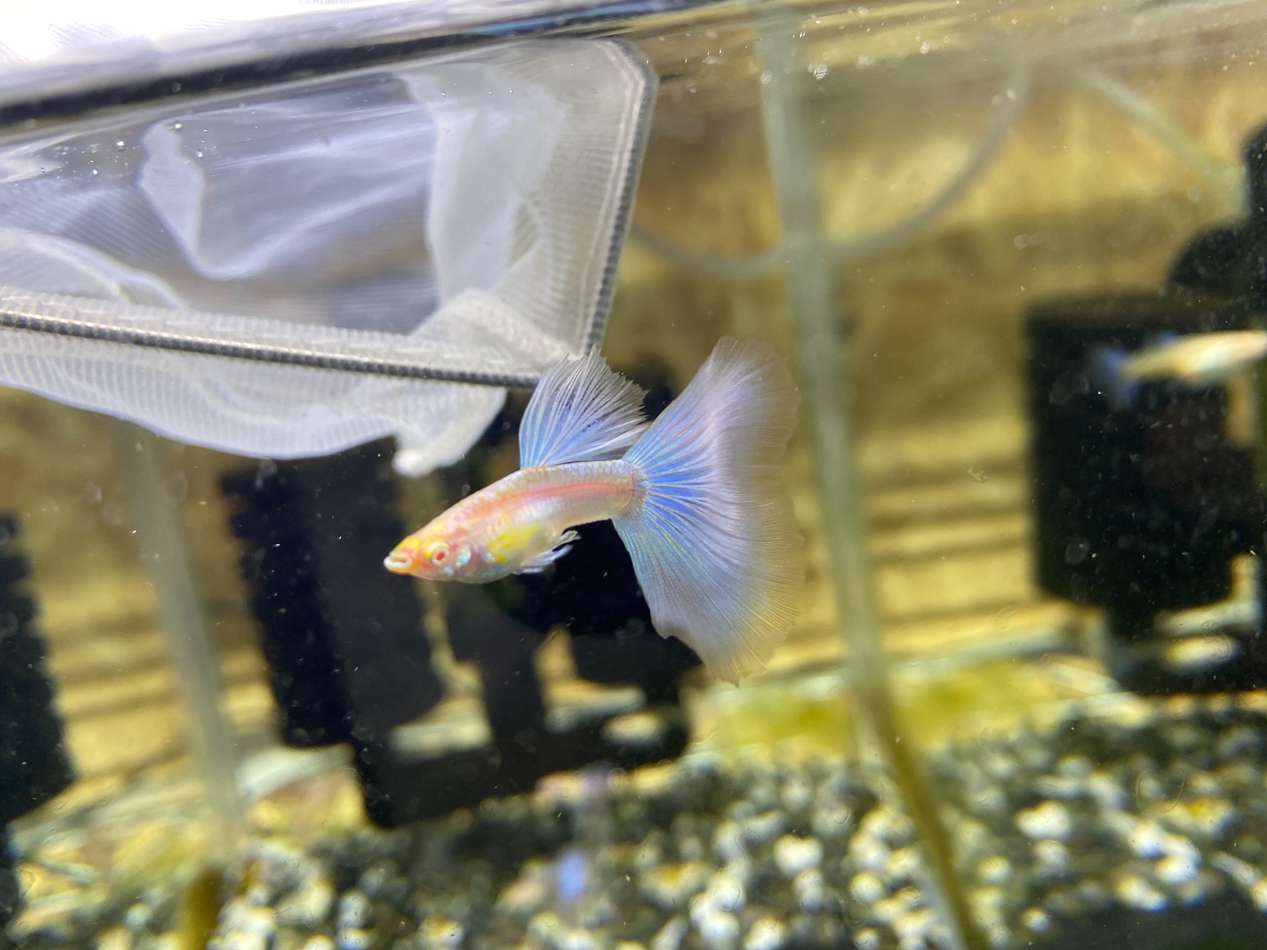 f:id:popopoppun:20221227061528j:image