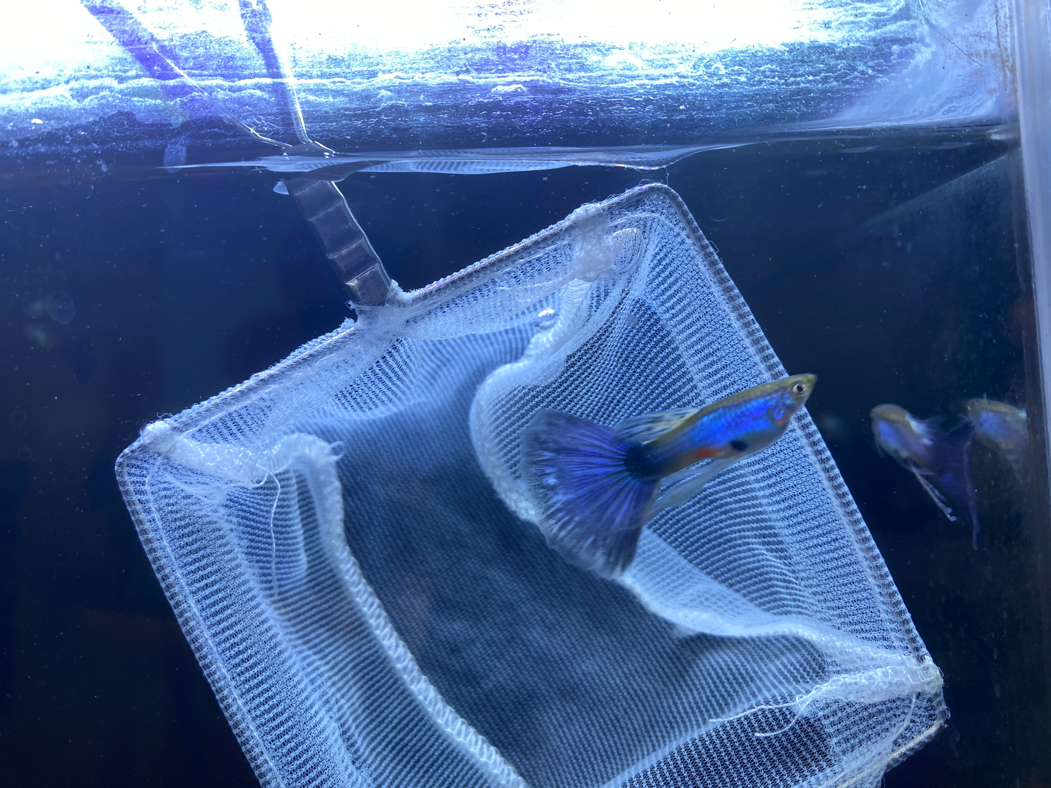 f:id:popopoppun:20221228164744j:image f:id:popopoppun:20221228164744j:image