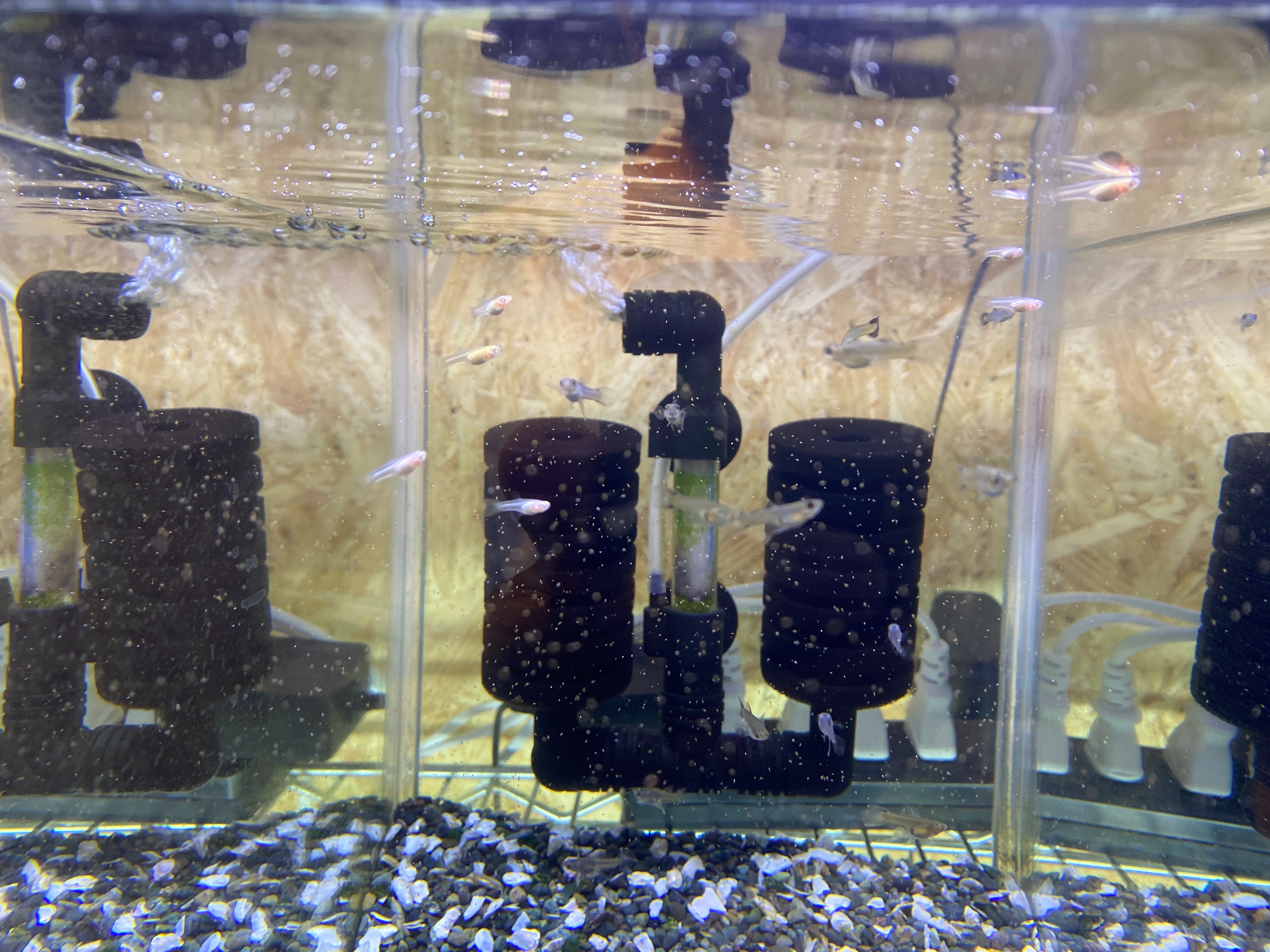 f:id:popopoppun:20221228164925j:image f:id:popopoppun:20221228164925j:image