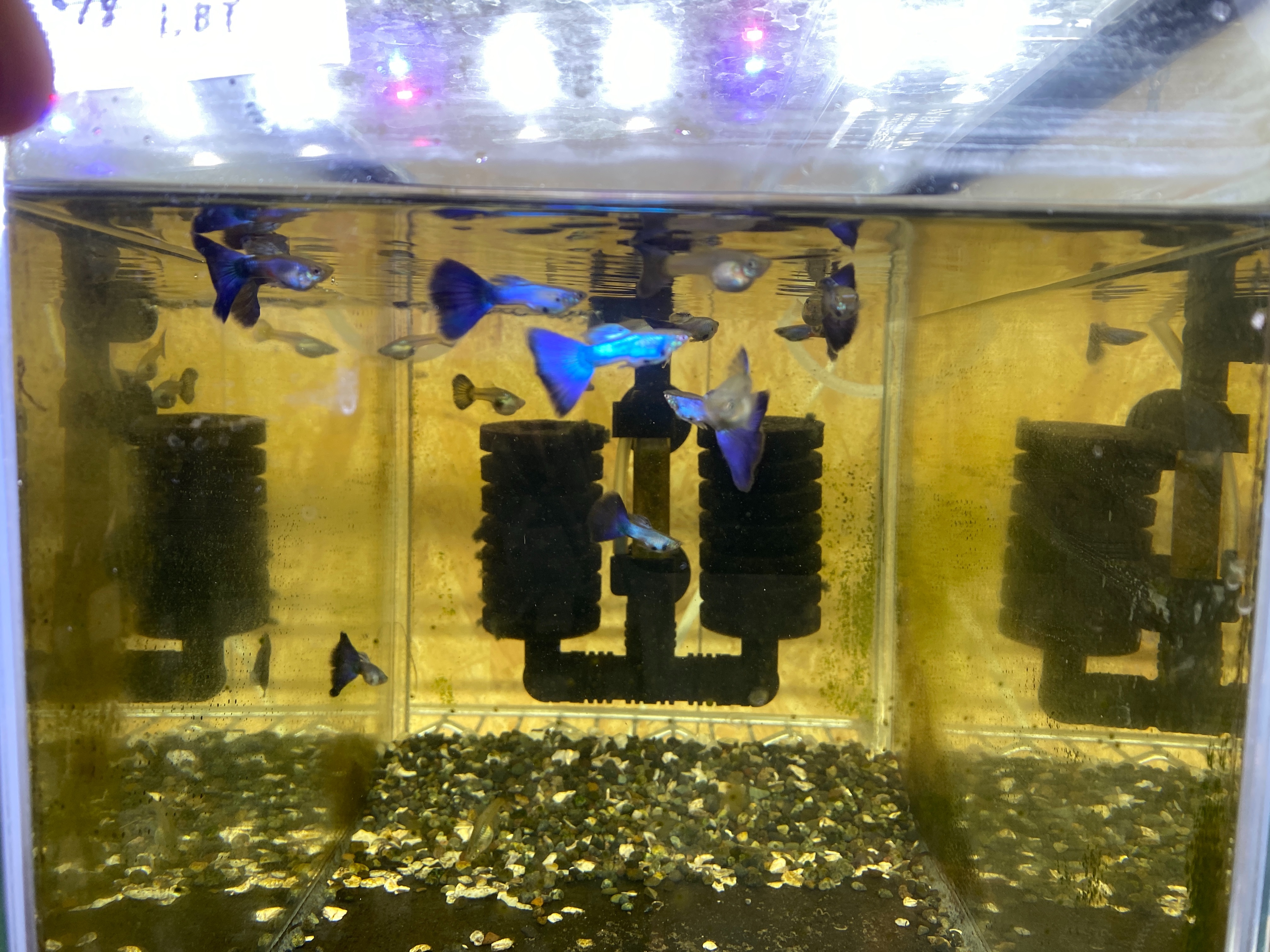 f:id:popopoppun:20221228164933j:image f:id:popopoppun:20221228164933j:image