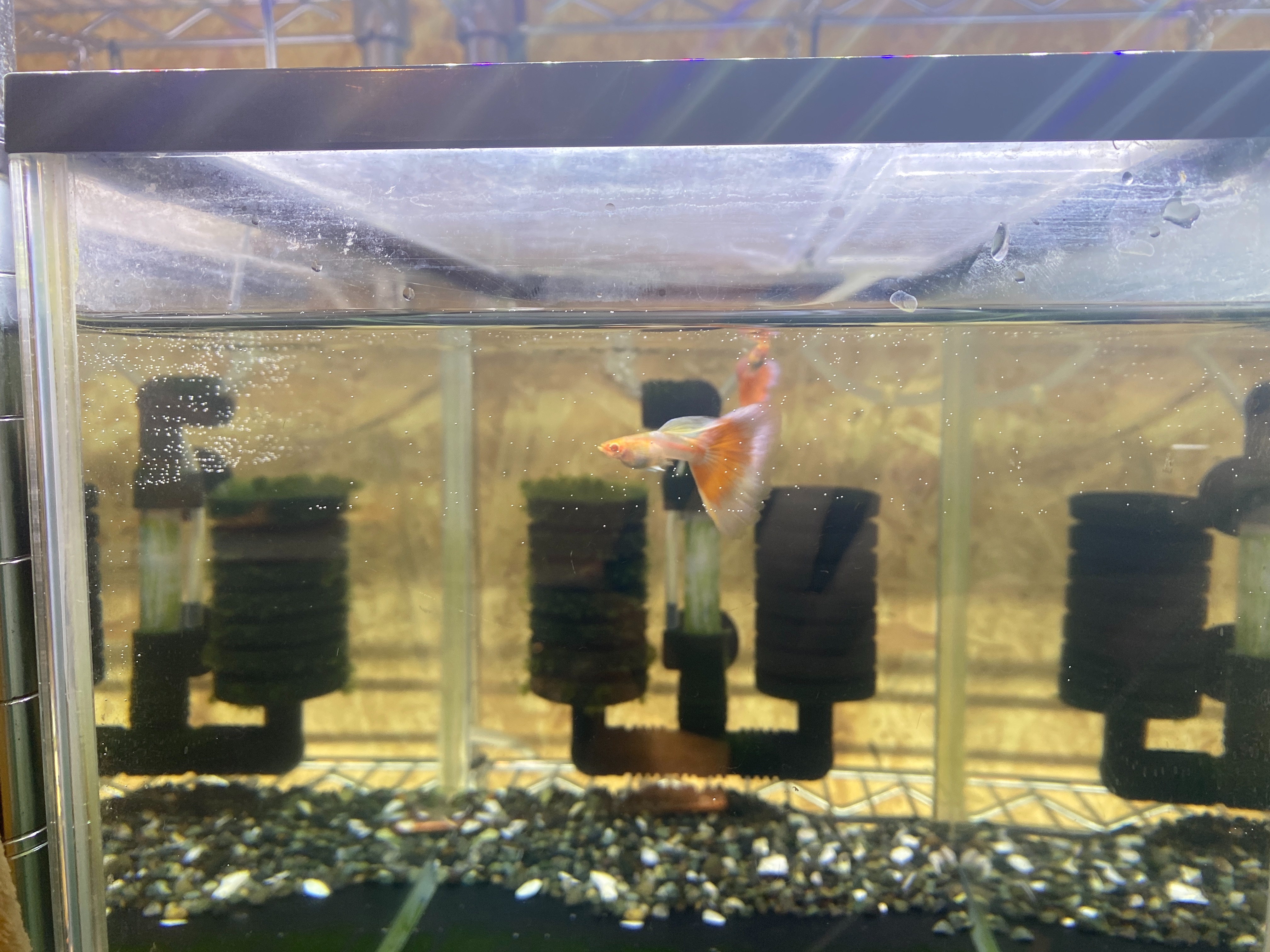 f:id:popopoppun:20221230073213j:image f:id:popopoppun:20221230073213j:image