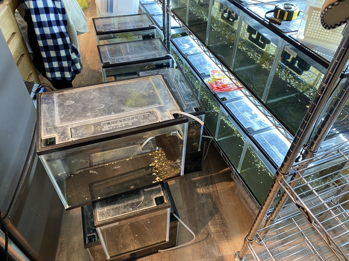 yosaハイベーレver5 シャイニー全身美容機器