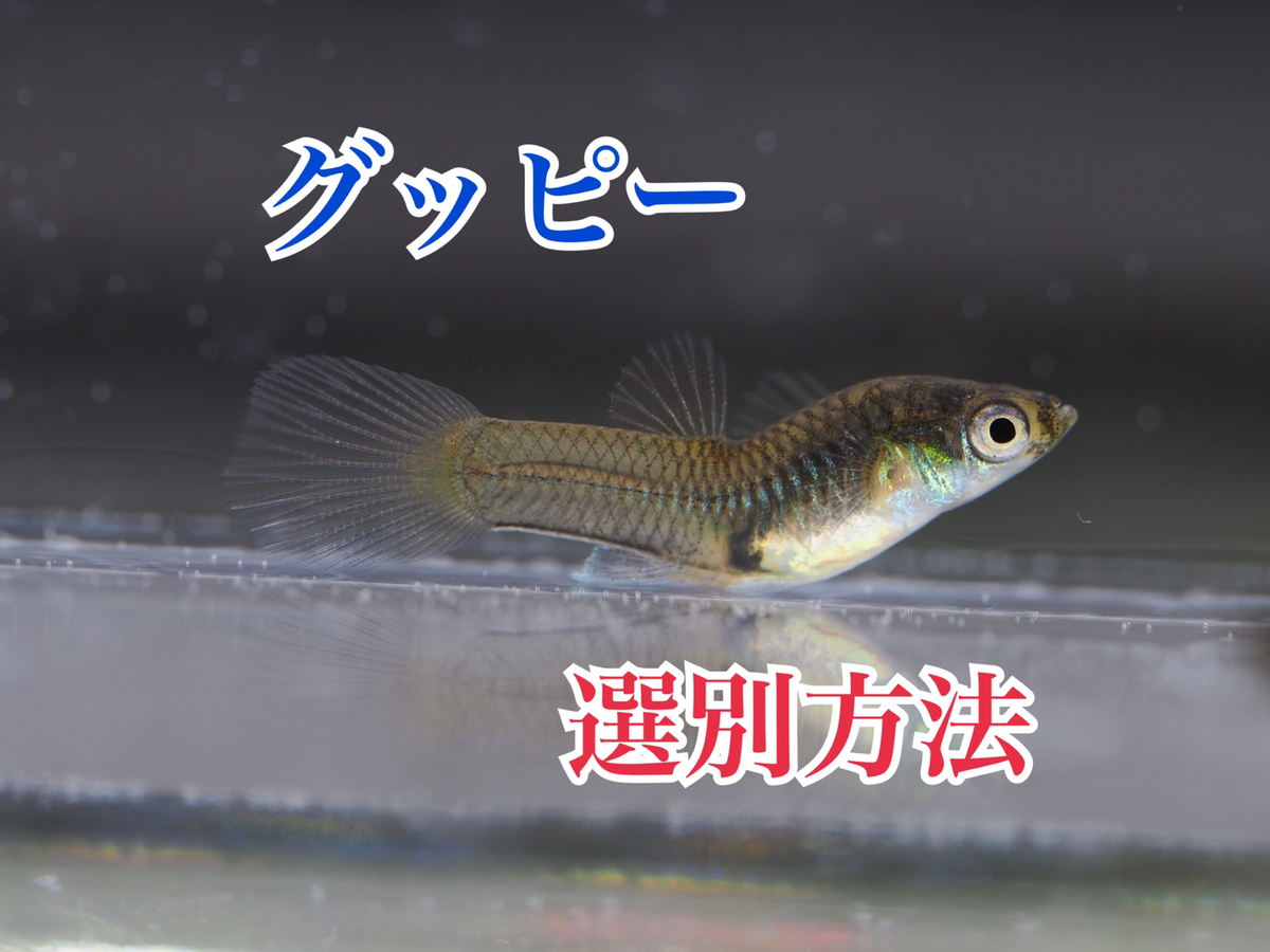グッピーの基本的な選別方法 - グッピーjournal グッピーの基本的な選別方法 - グッピーjournal